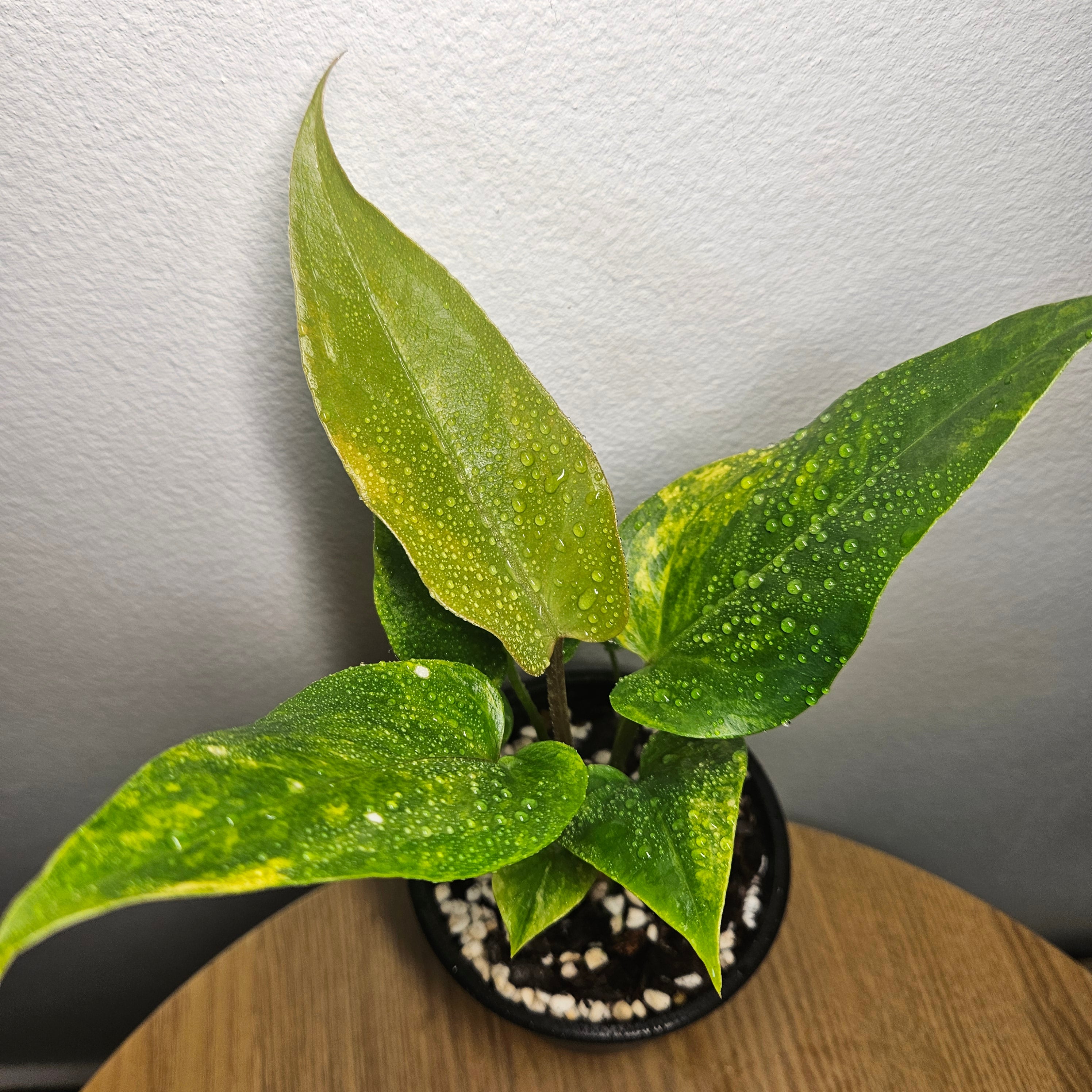 Anthurium Foliage | Aurea Variegated