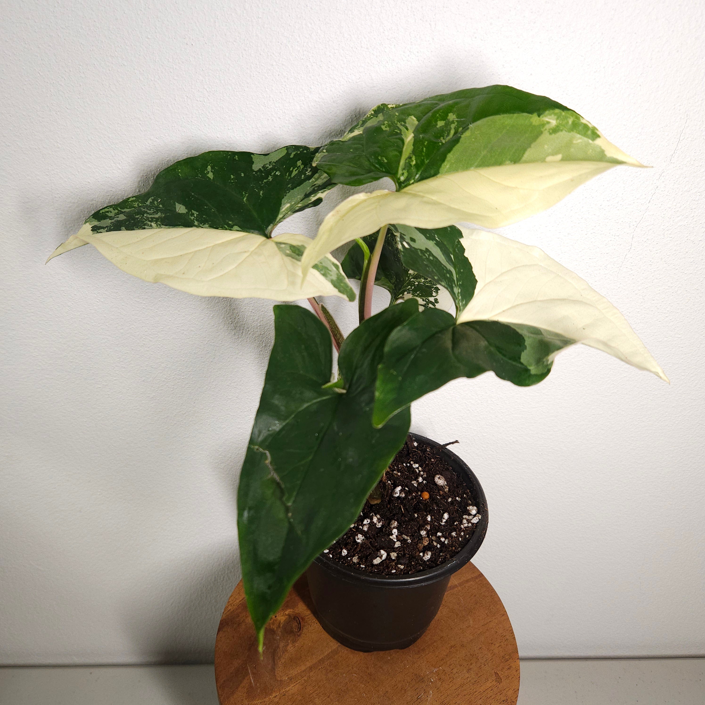 Syngonium Fantasy | Variegated climber