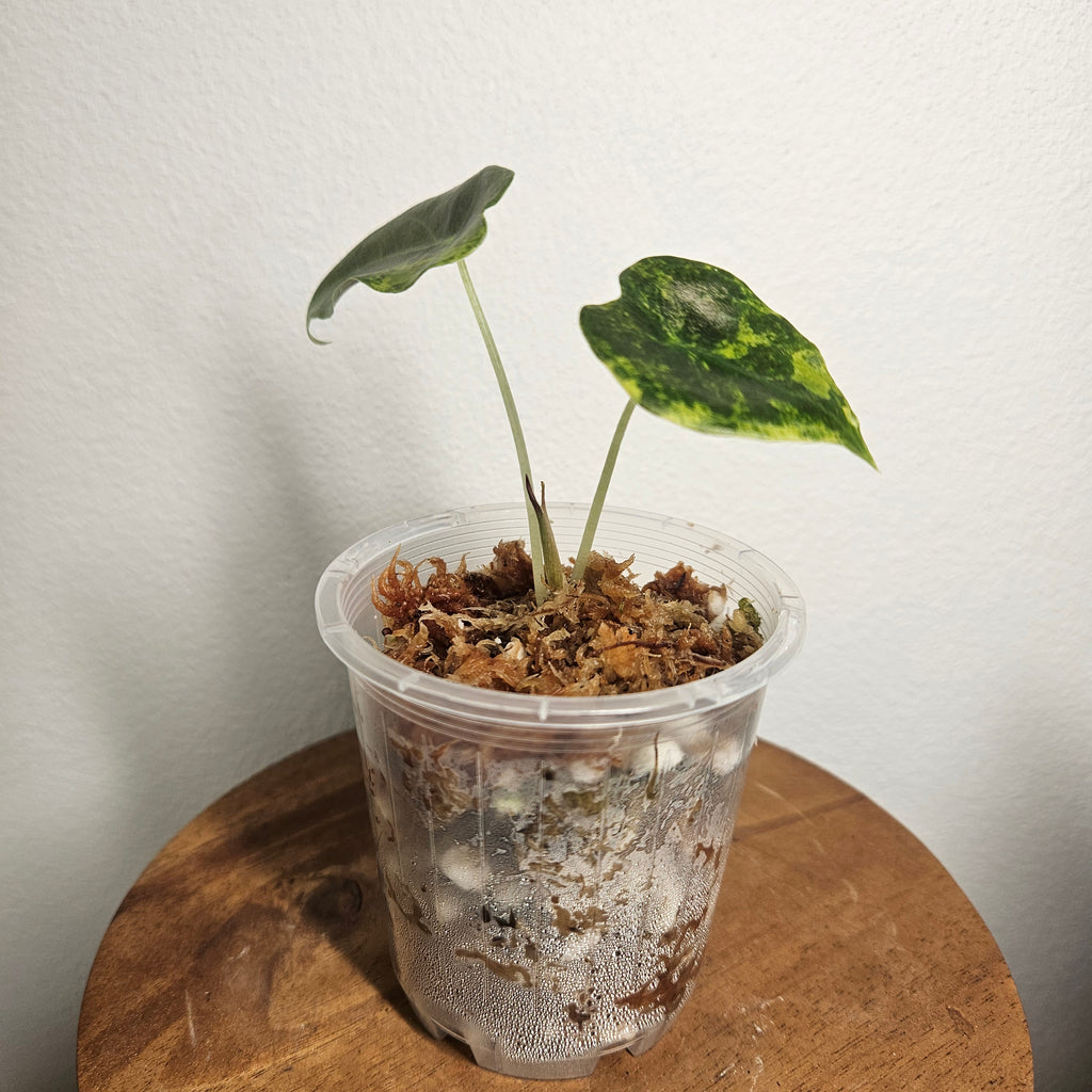 Alocasia Scalprum | 'Aurea' Variegated