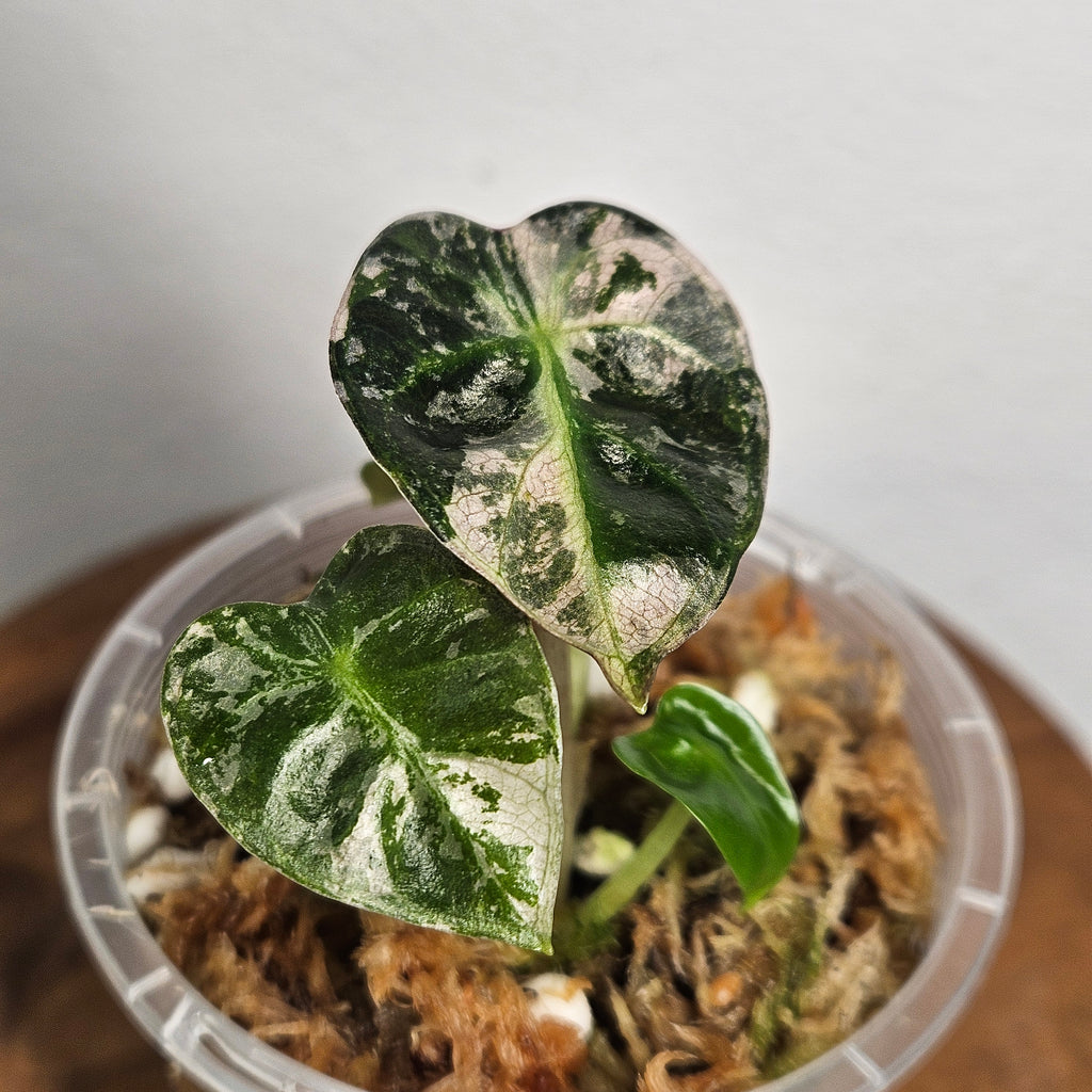 Alocasia Sedenii 'Aurea' | Extremely Rare