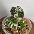 Alocasia Sedenii 'Aurea' | Extremely Rare