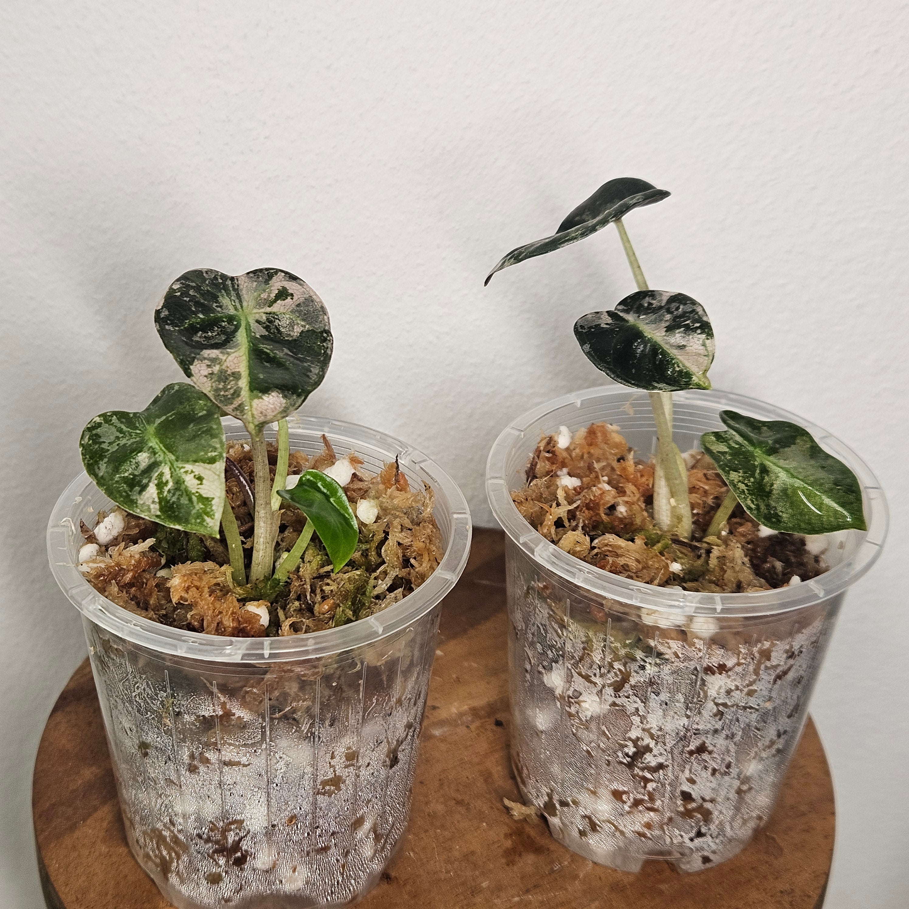 Alocasia Sedenii 'Aurea' | Extremely Rare