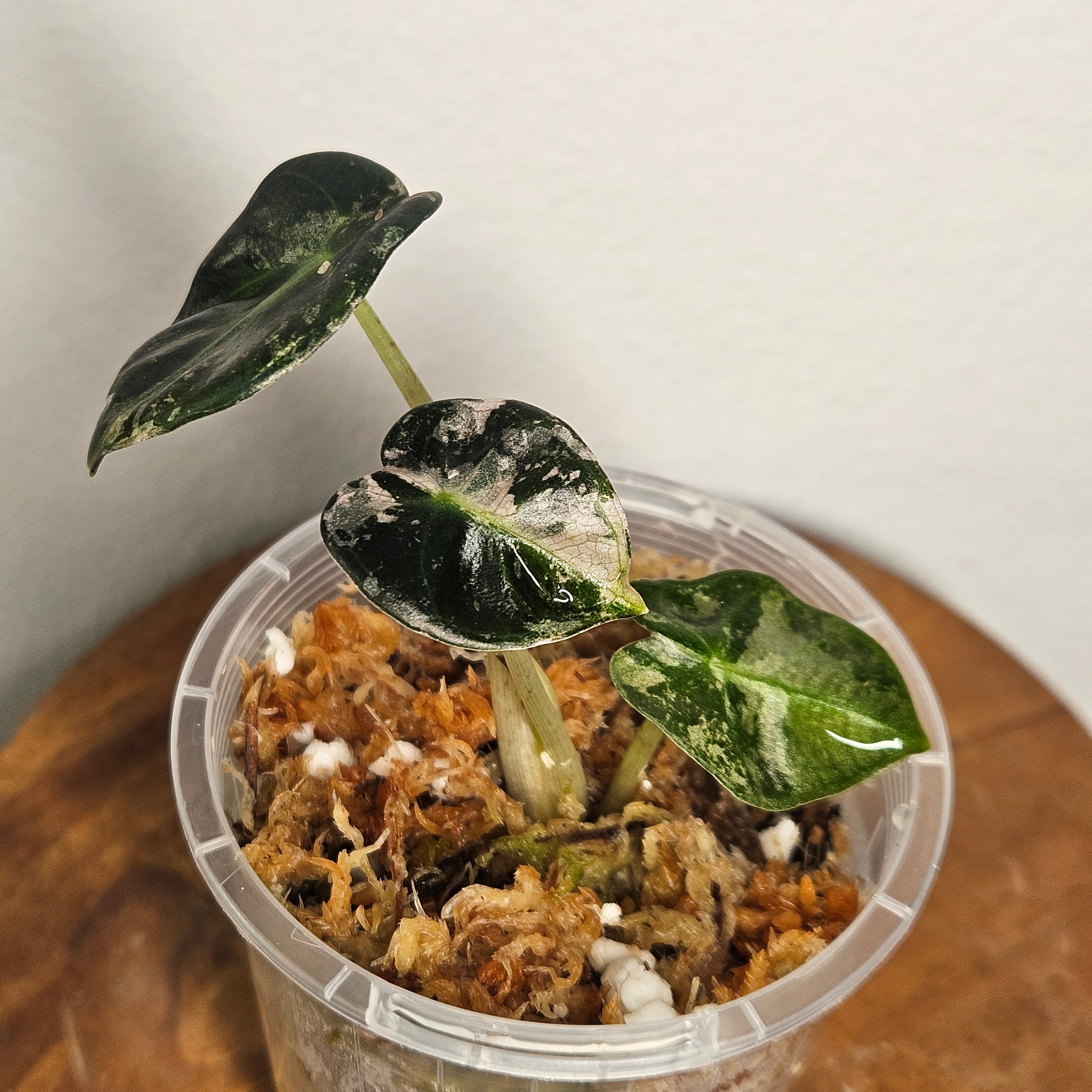 Alocasia Sedenii 'Aurea' | Extremely Rare