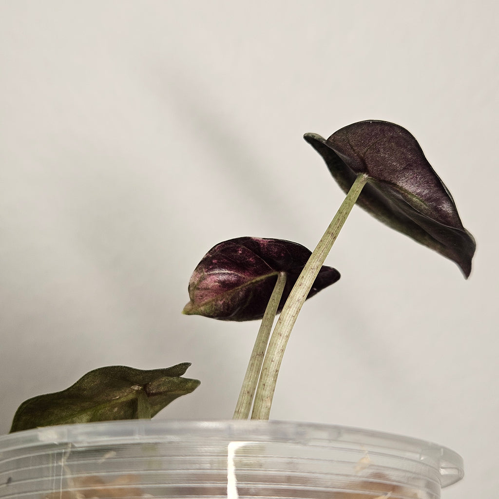 Alocasia Sedenii 'Aurea' | Extremely Rare