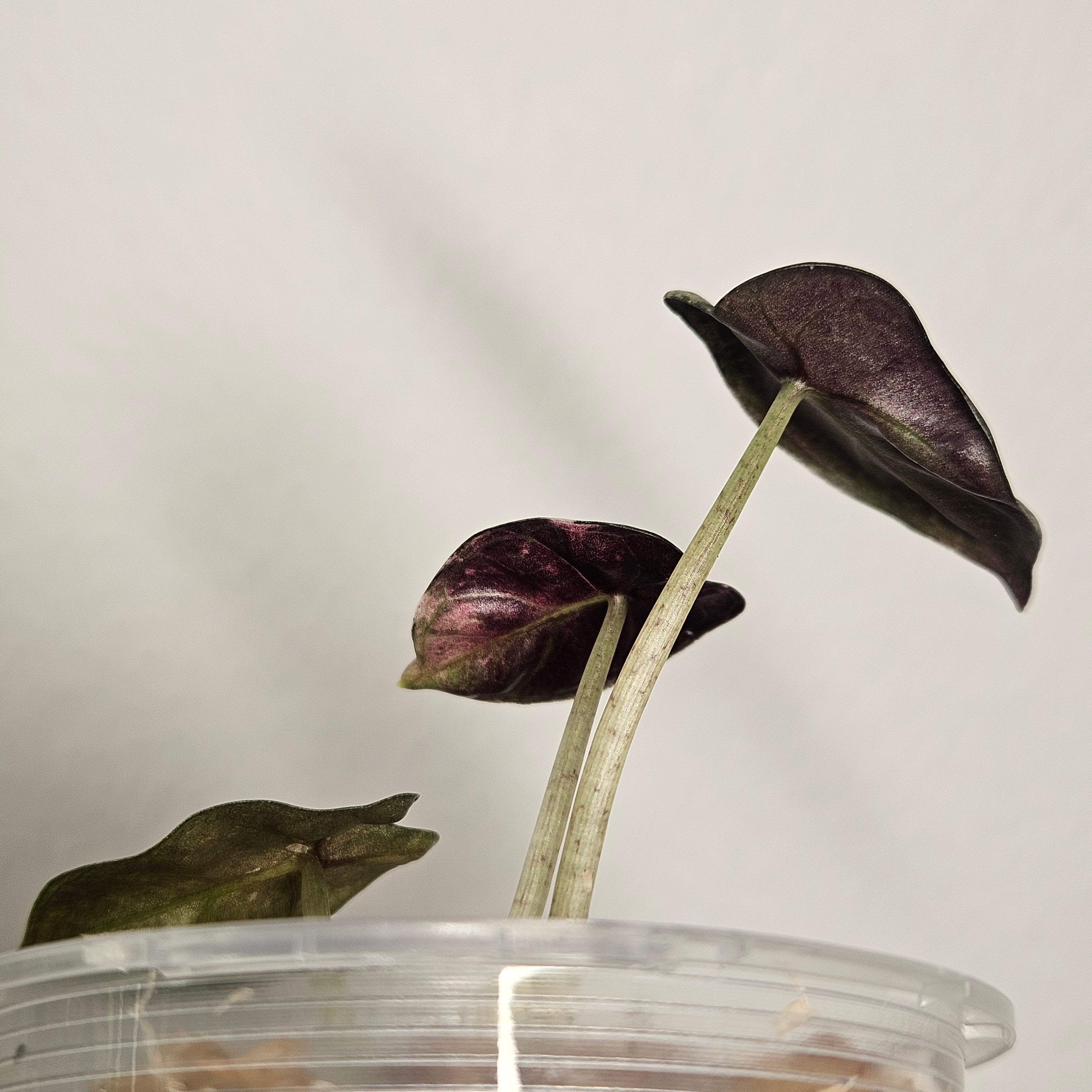 Alocasia Sedenii 'Aurea' | Extremely Rare