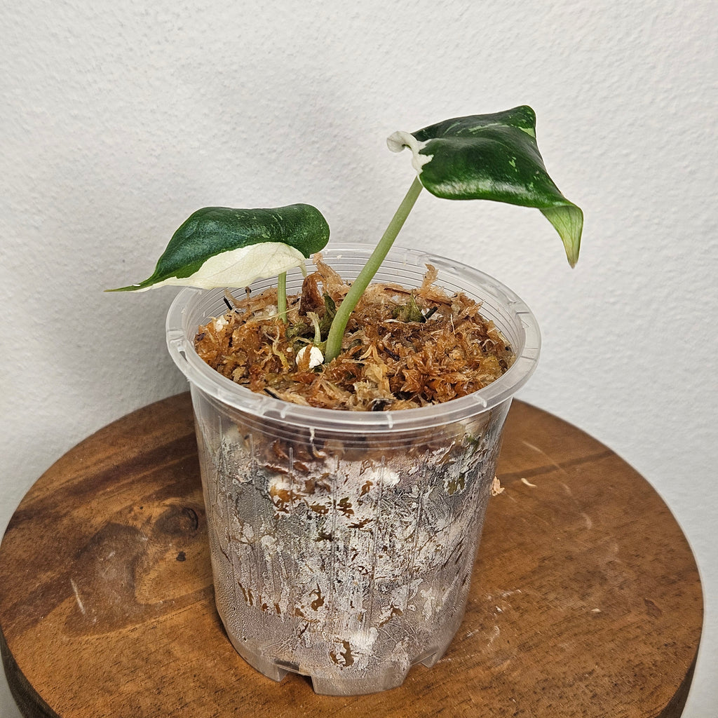 Alocasia Ninja | 'Tricolor' Variegated