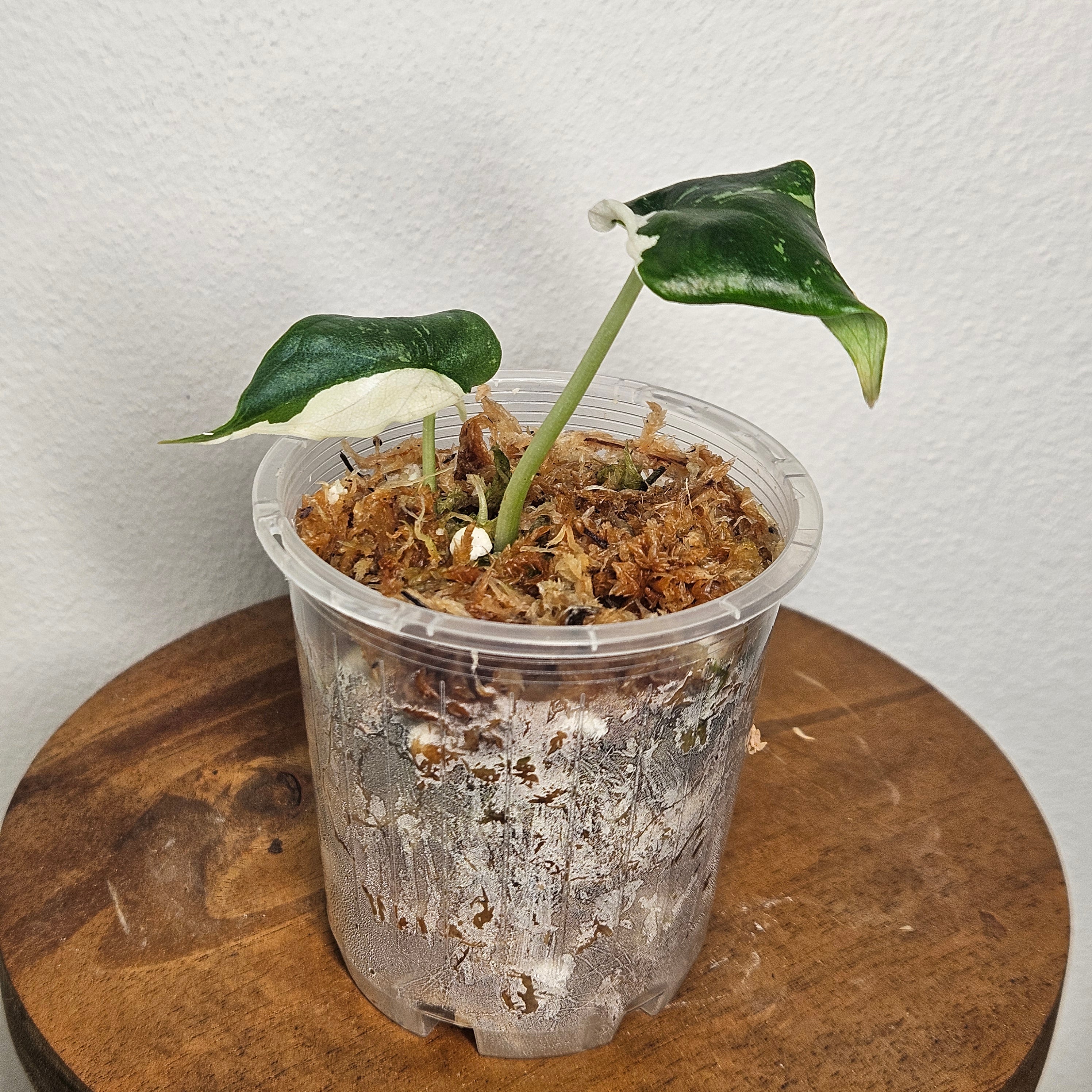 Alocasia Ninja | 'Tricolor' Variegated