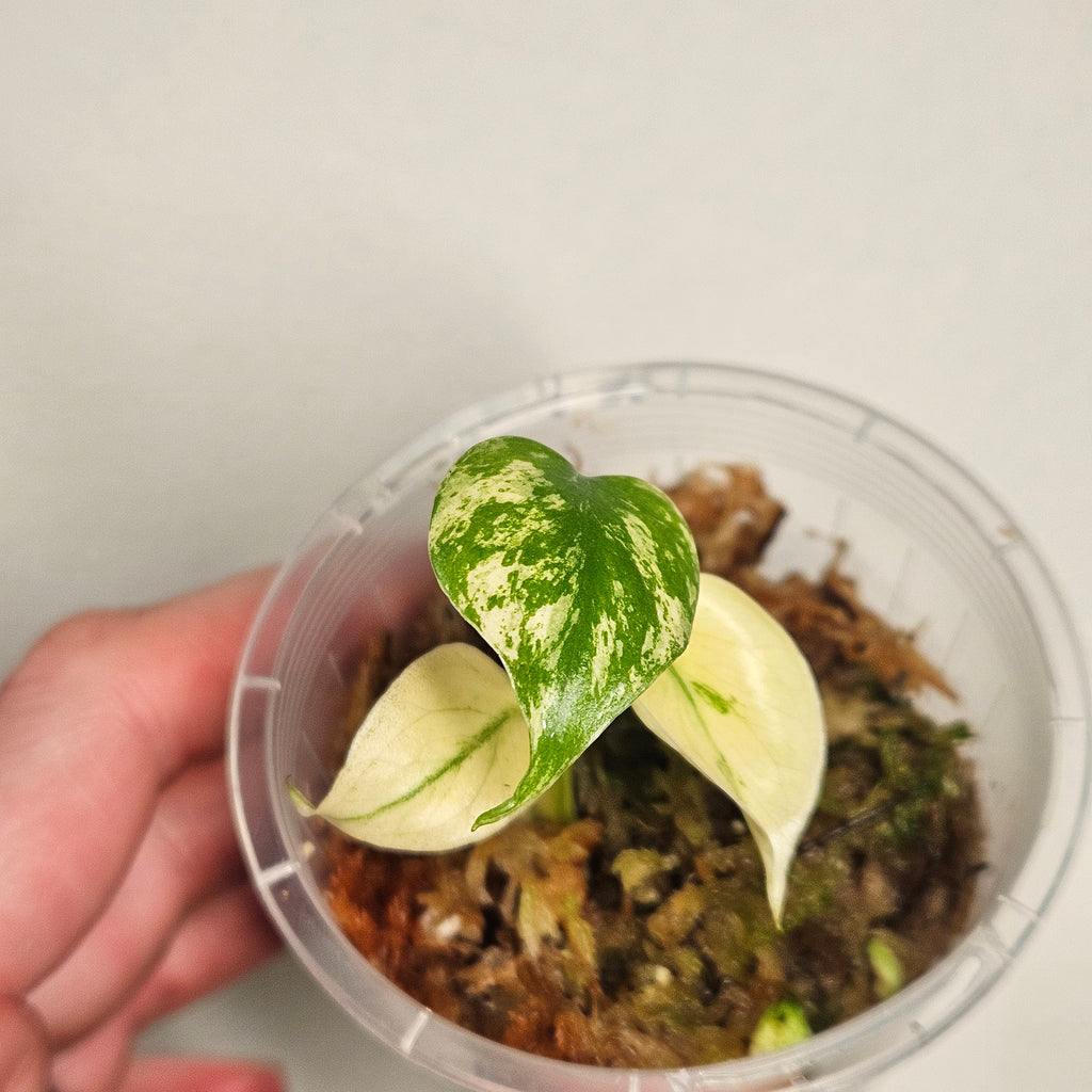 Monstera | White Monster