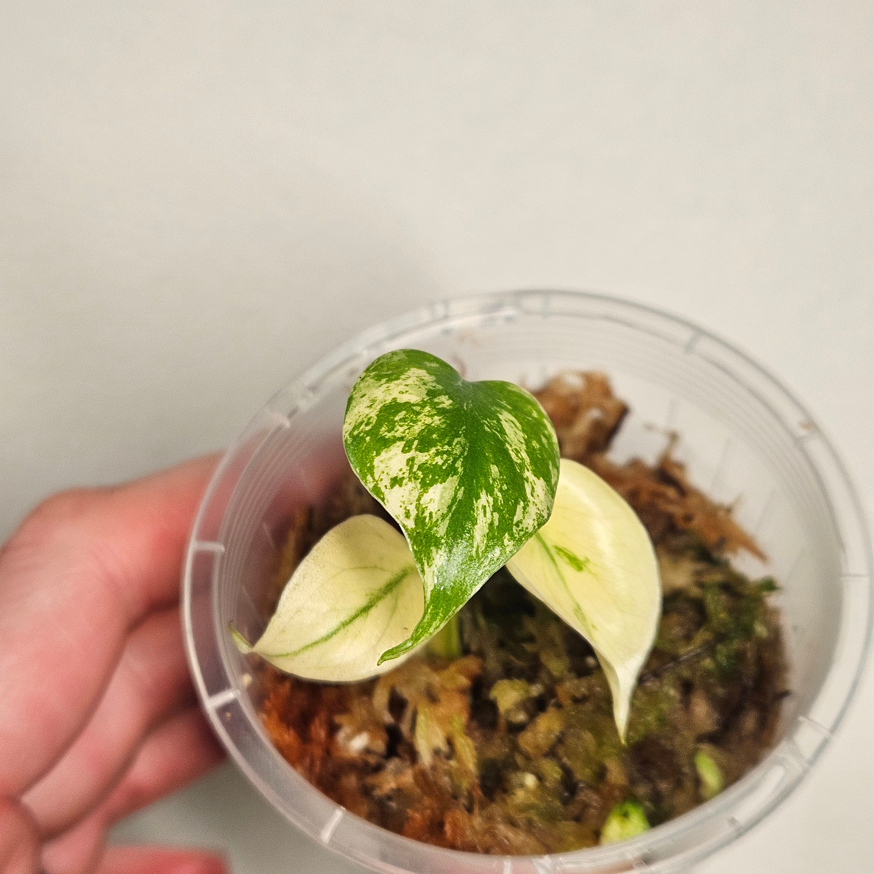 Monstera | White Monster