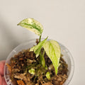 Monstera | White Monster