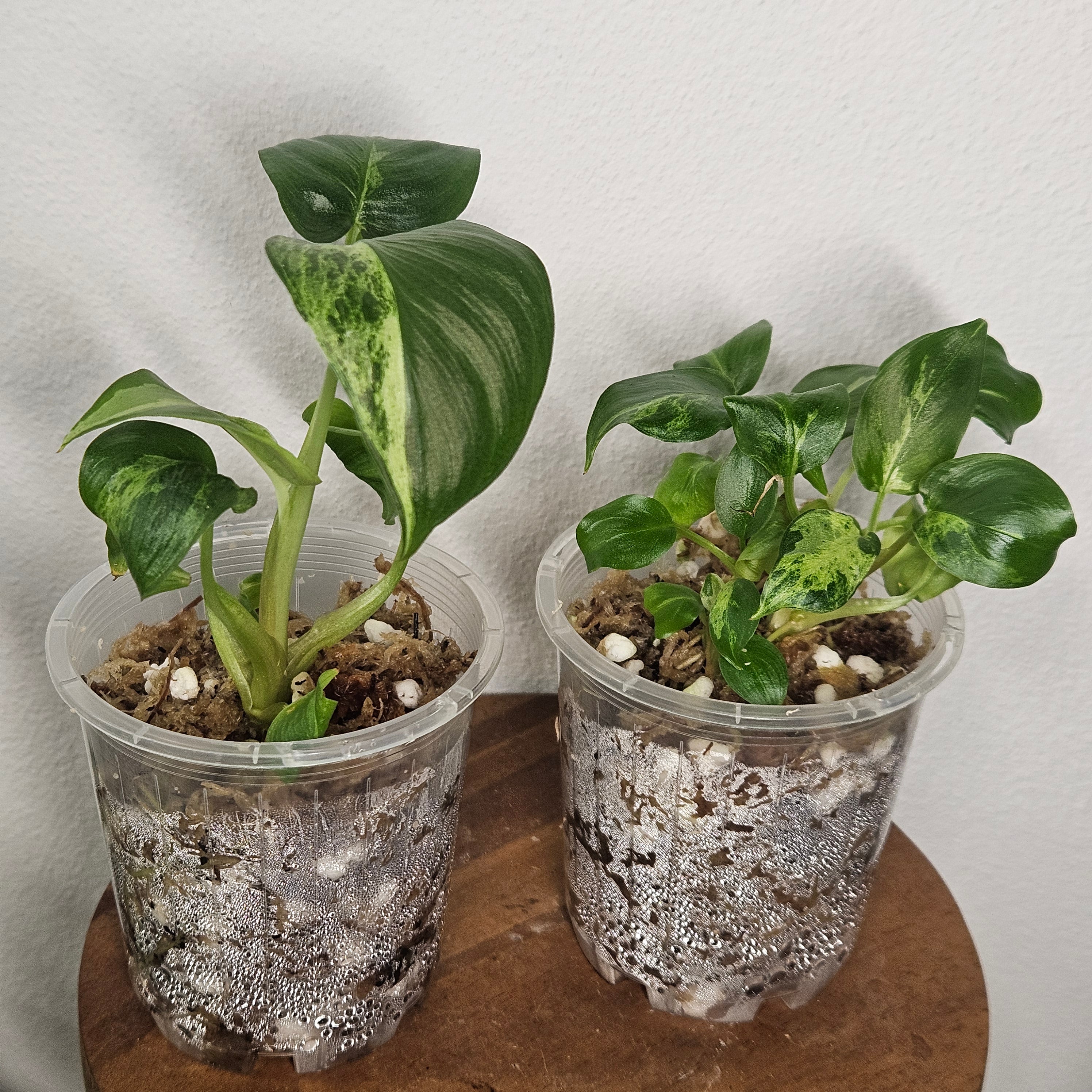 Homalomena | Red Stem Variegated