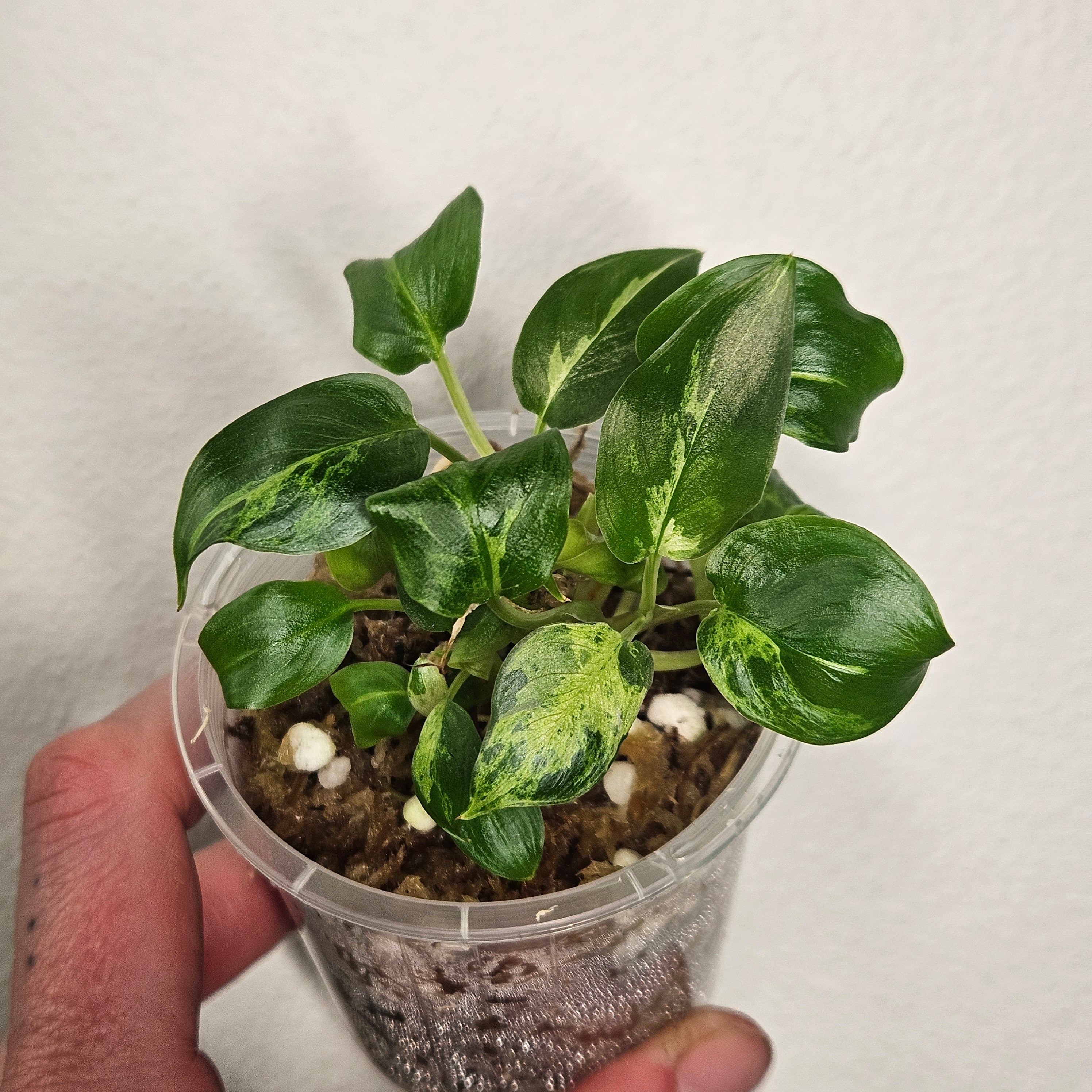 Homalomena | Red Stem Variegated