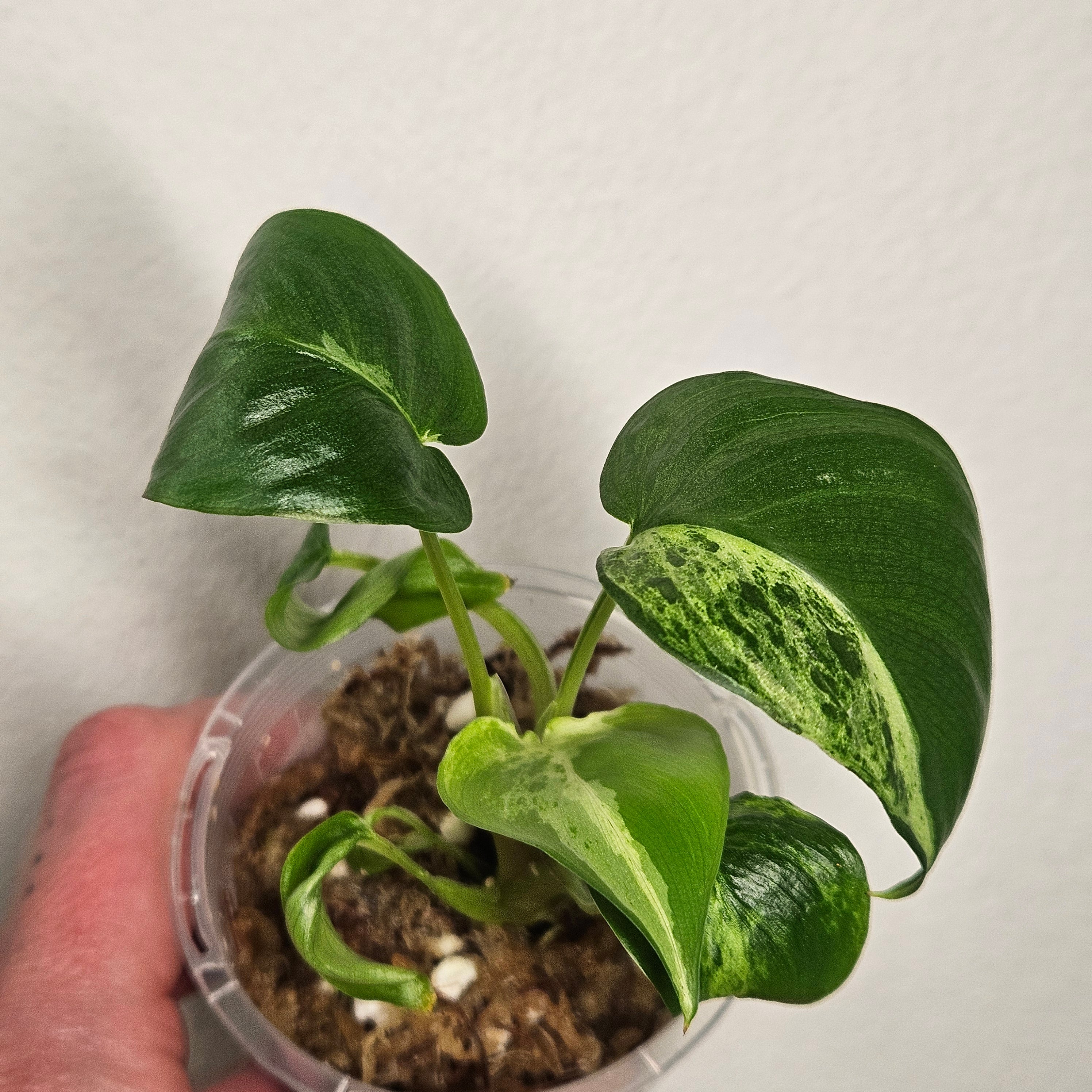 Homalomena | Red Stem Variegated