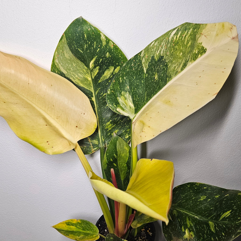 Philodendron | Green Congo Nuclear Aurea Variegated
