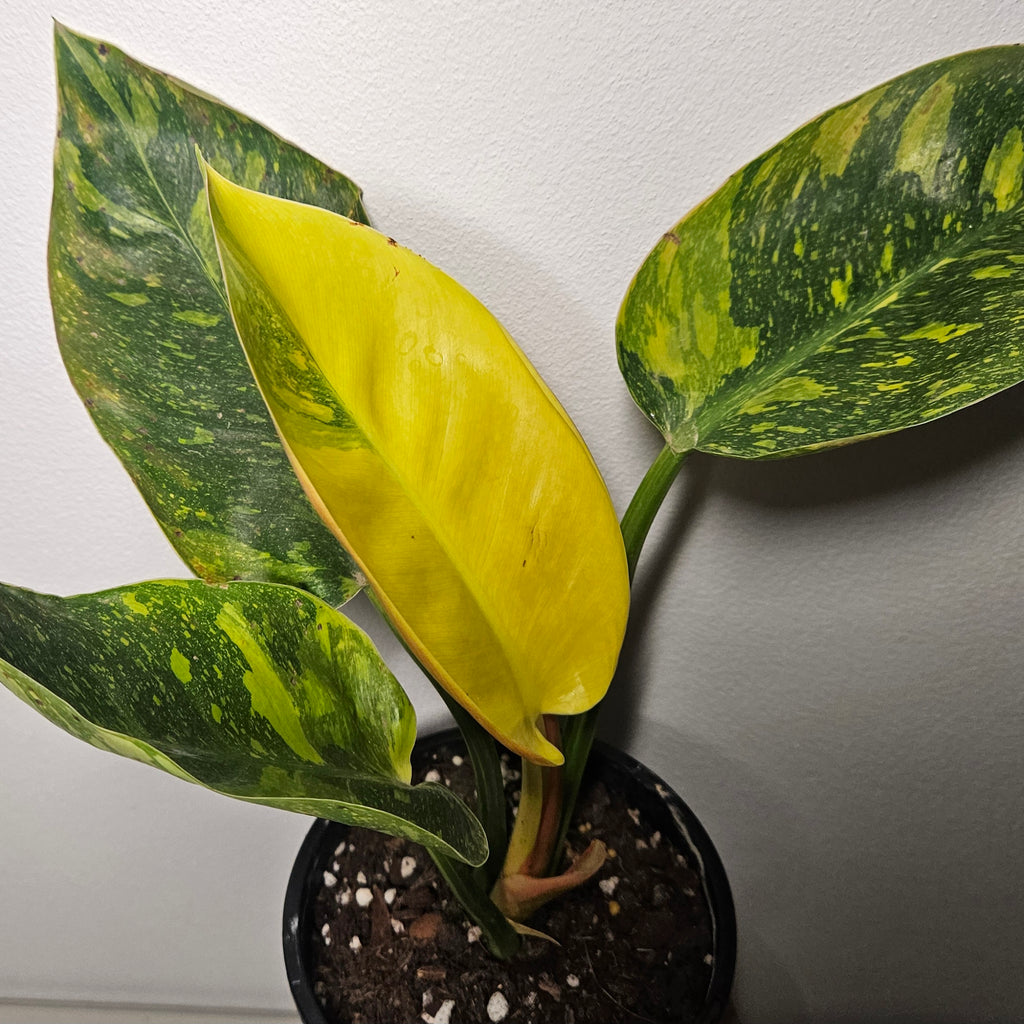 Philodendron | Green Congo Nuclear Aurea Variegated