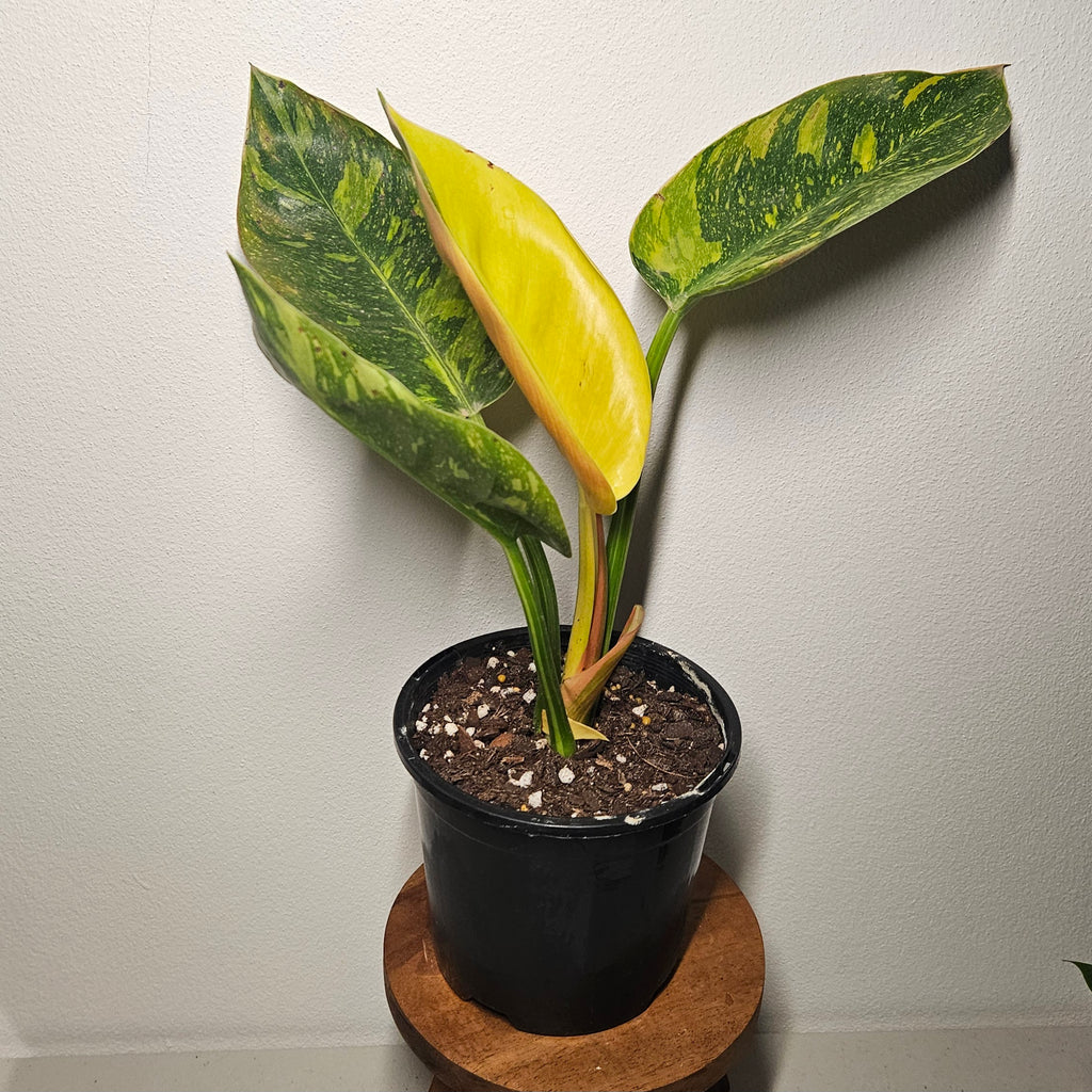 Philodendron | Green Congo Nuclear Aurea Variegated