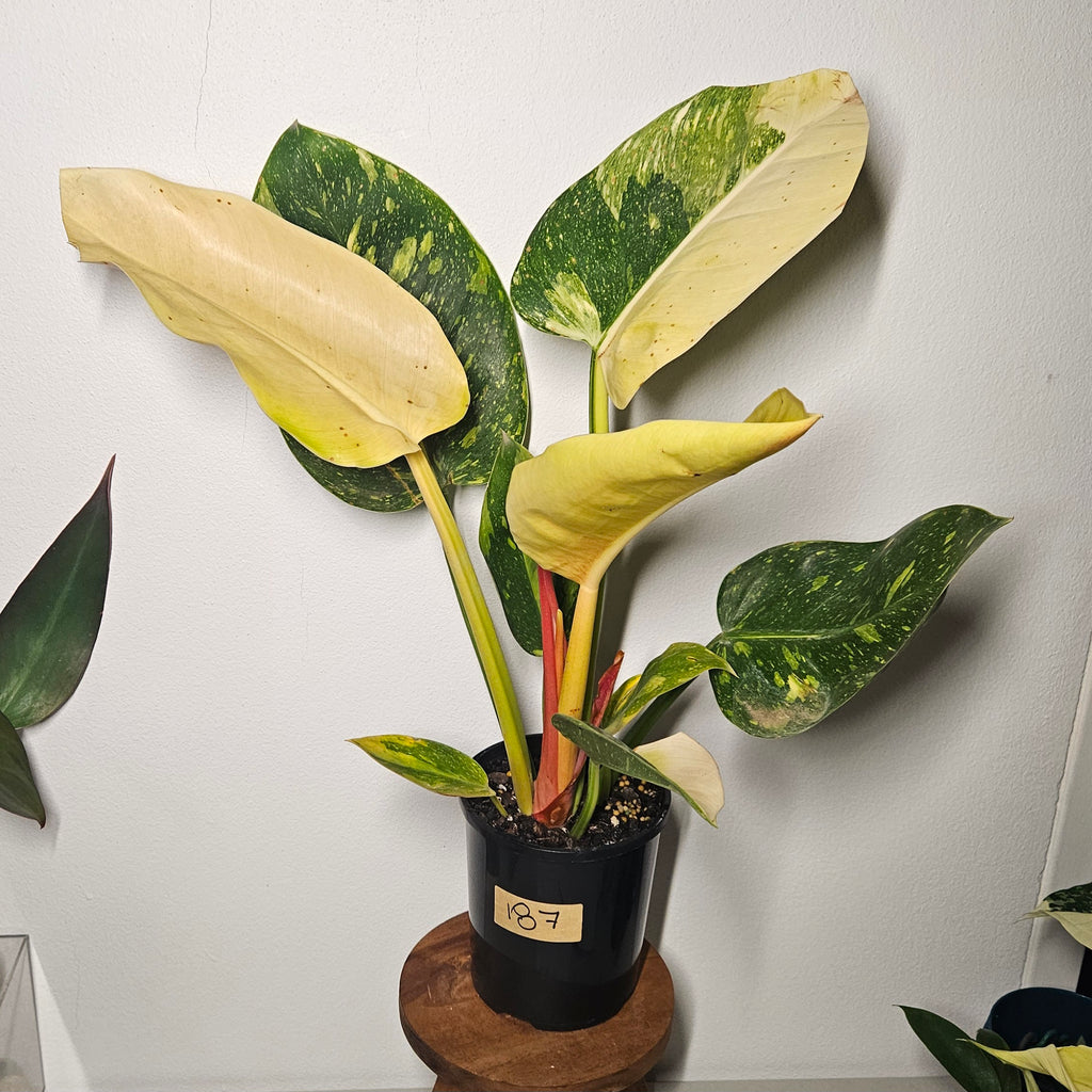 Philodendron | Green Congo Nuclear Aurea Variegated