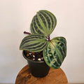 Geogenanthus poeppigii | Seersucker Plant