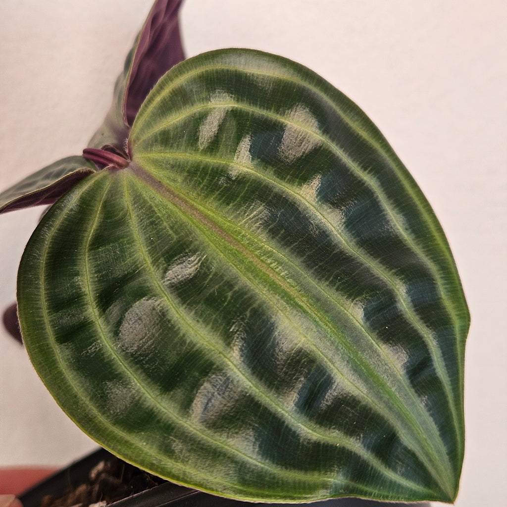 Geogenanthus poeppigii | Seersucker Plant