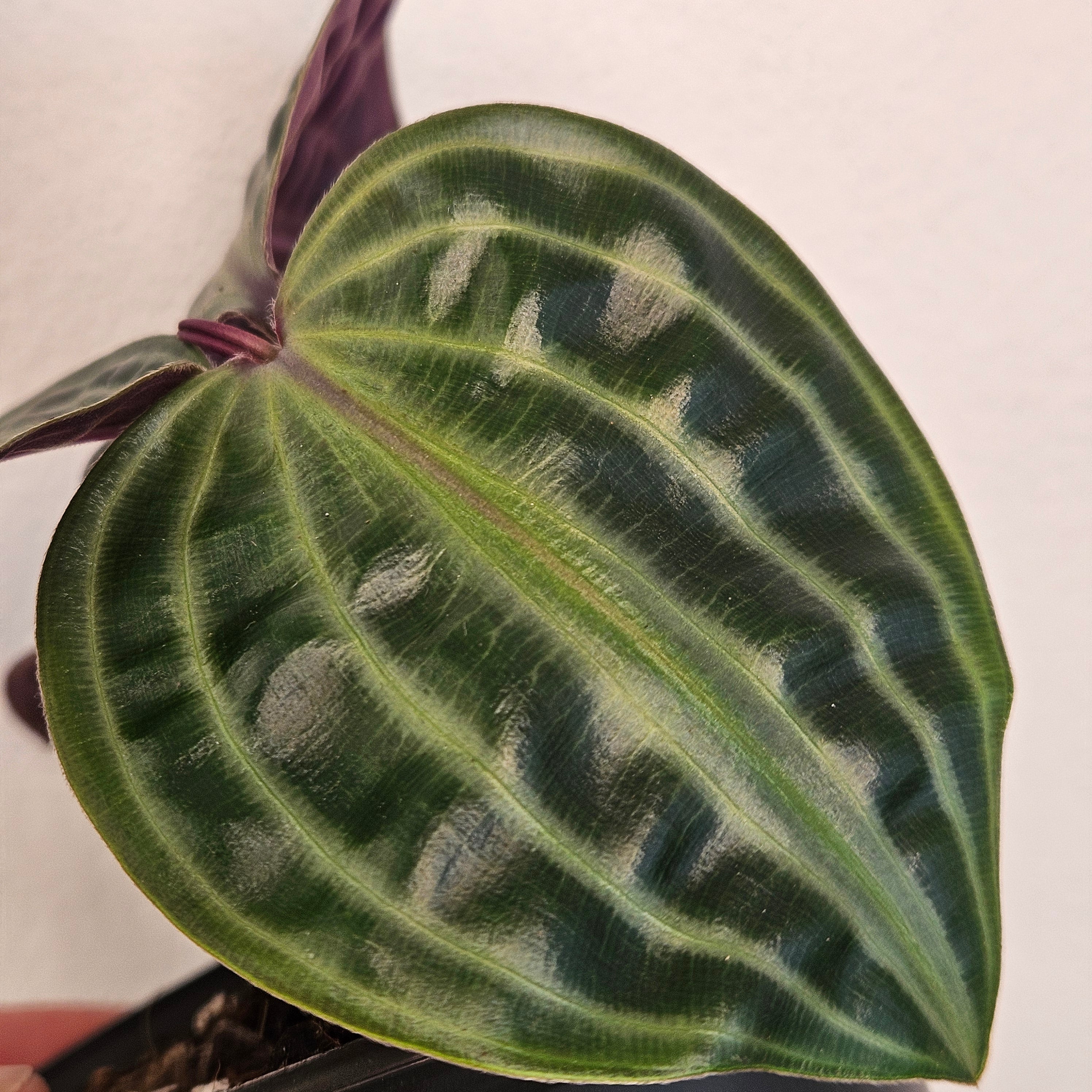 Geogenanthus poeppigii | Seersucker Plant