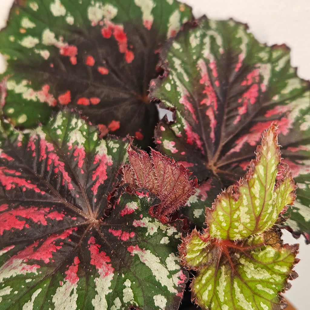 Begonia rex | 'Merry Christmas'