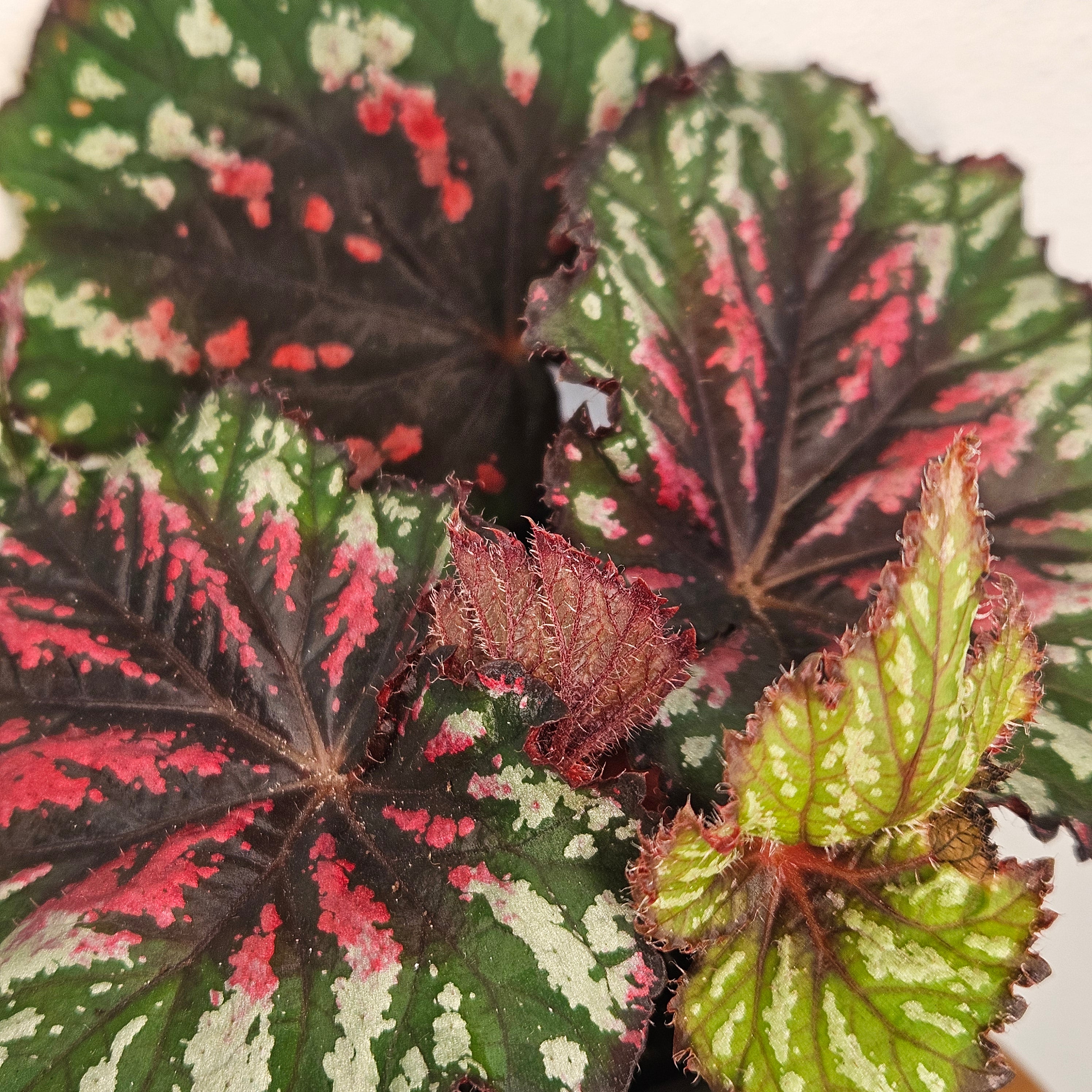 Begonia rex | 'Merry Christmas'