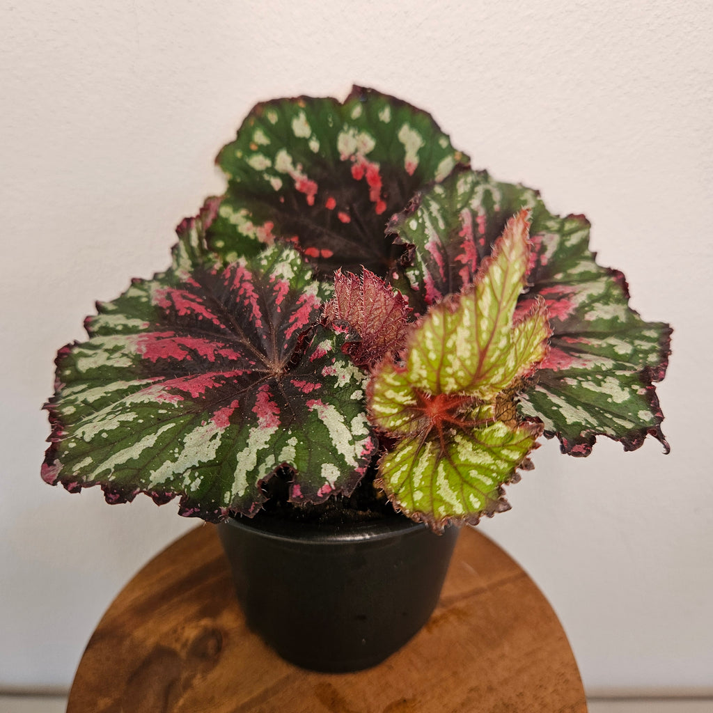 Begonia rex | 'Merry Christmas'