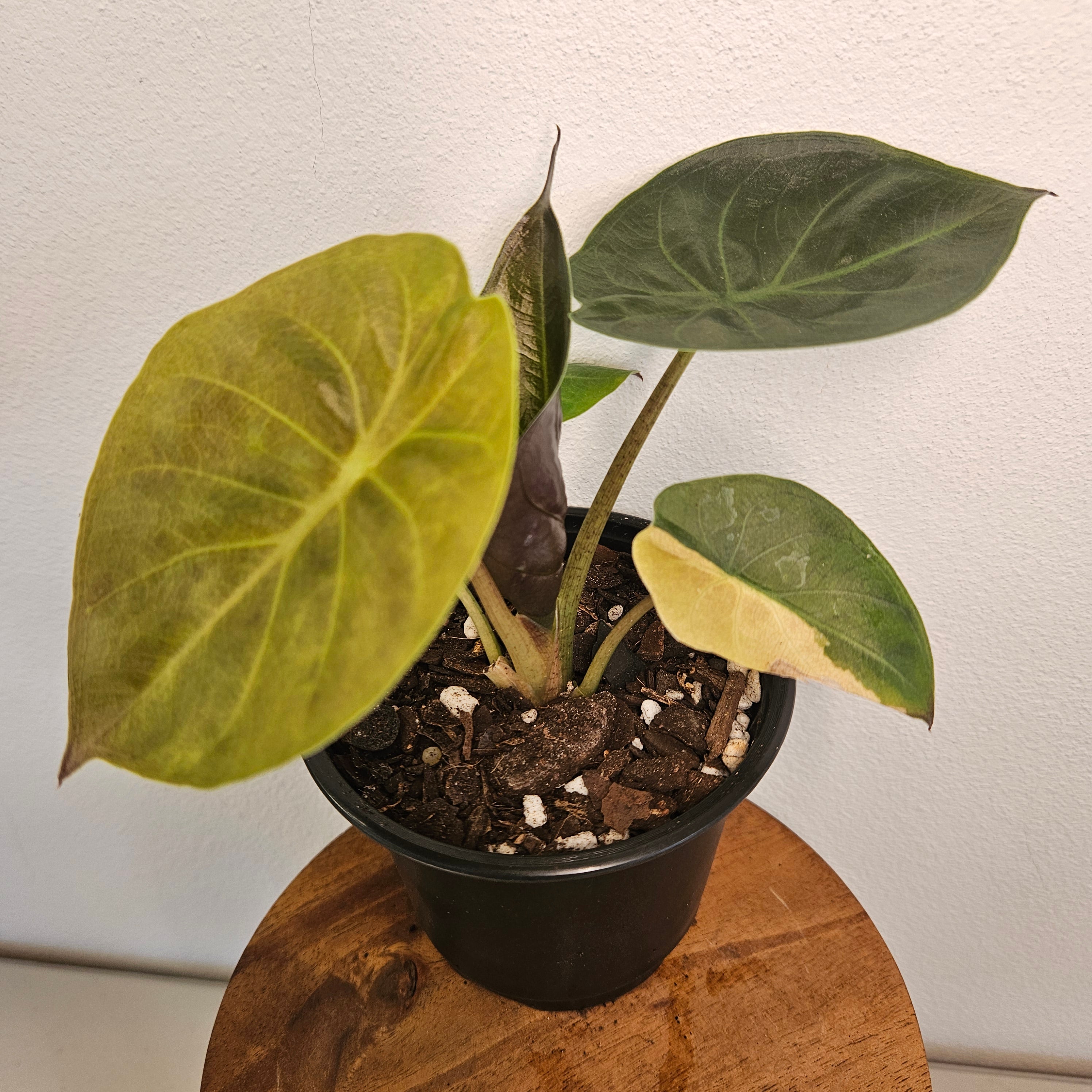 Alocasia Wentii | Aurea Variegated