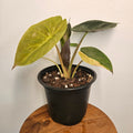 Alocasia Wentii | Aurea Variegated