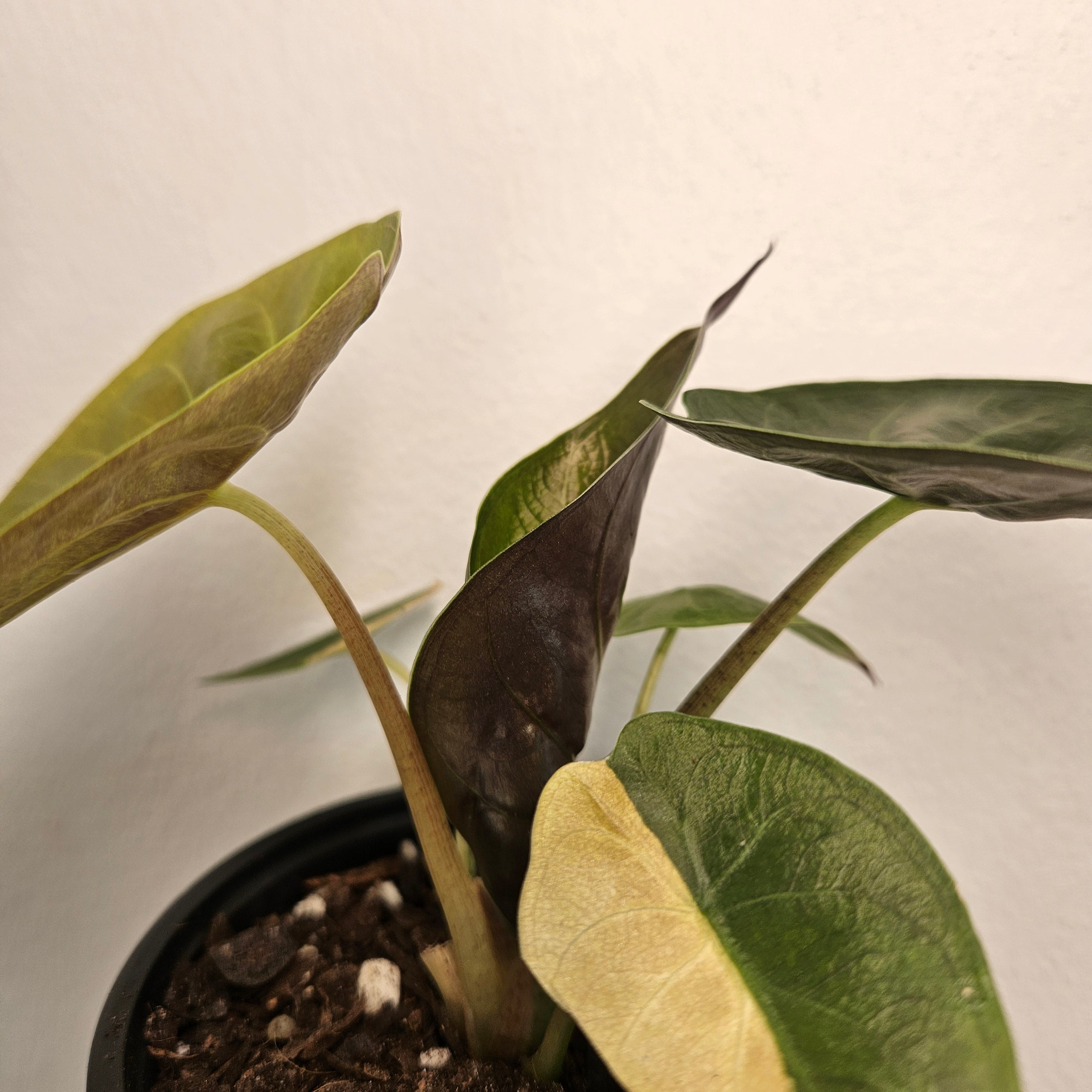 Alocasia Wentii | Aurea Variegated