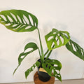 Monstera Esqueleto | Rare Large Leaf Fenestrated Monstera