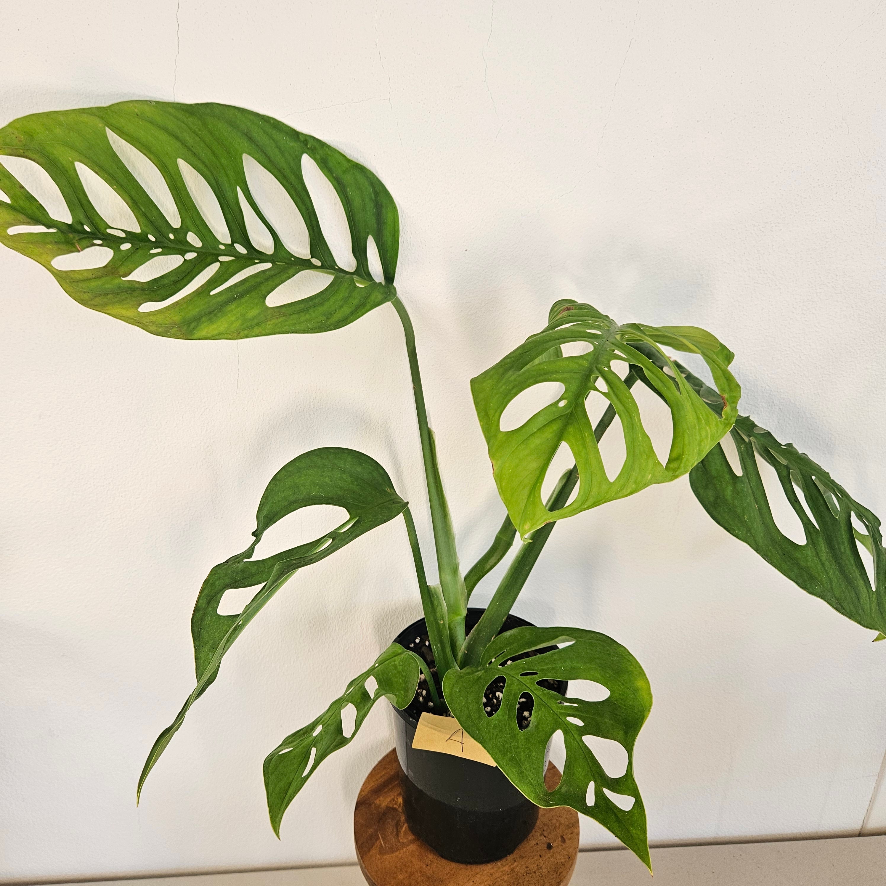 Monstera Esqueleto | Rare Large Leaf Fenestrated Monstera