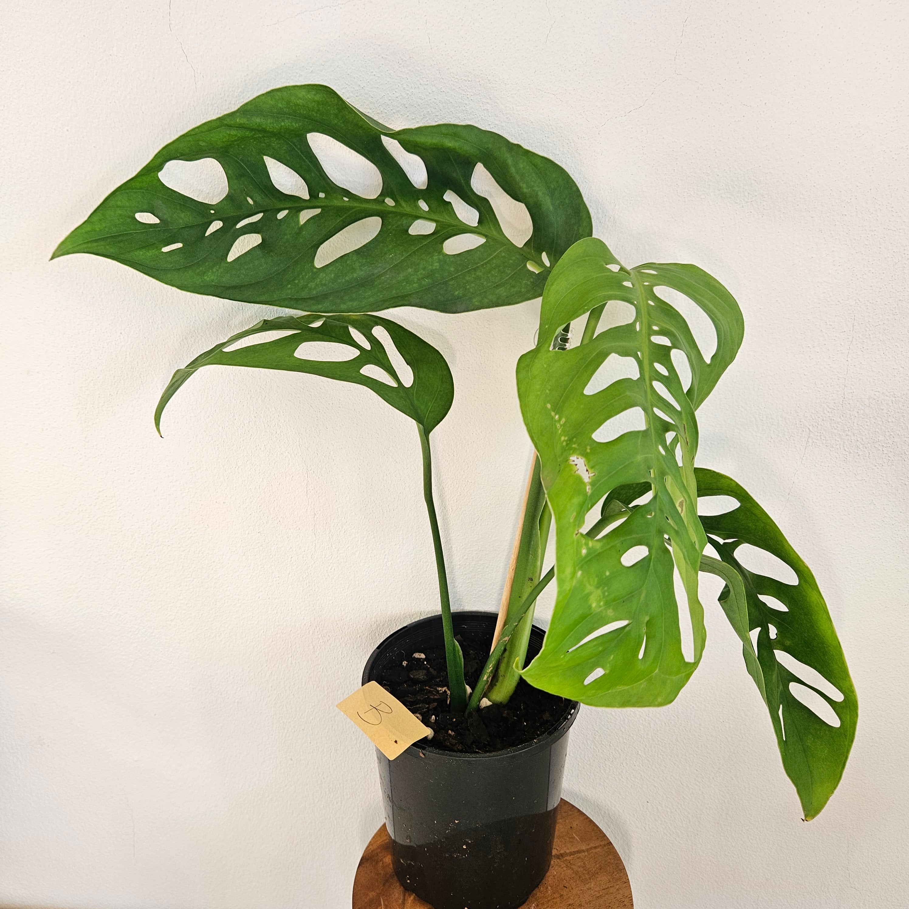 Monstera Esqueleto | Rare Large Leaf Fenestrated Monstera