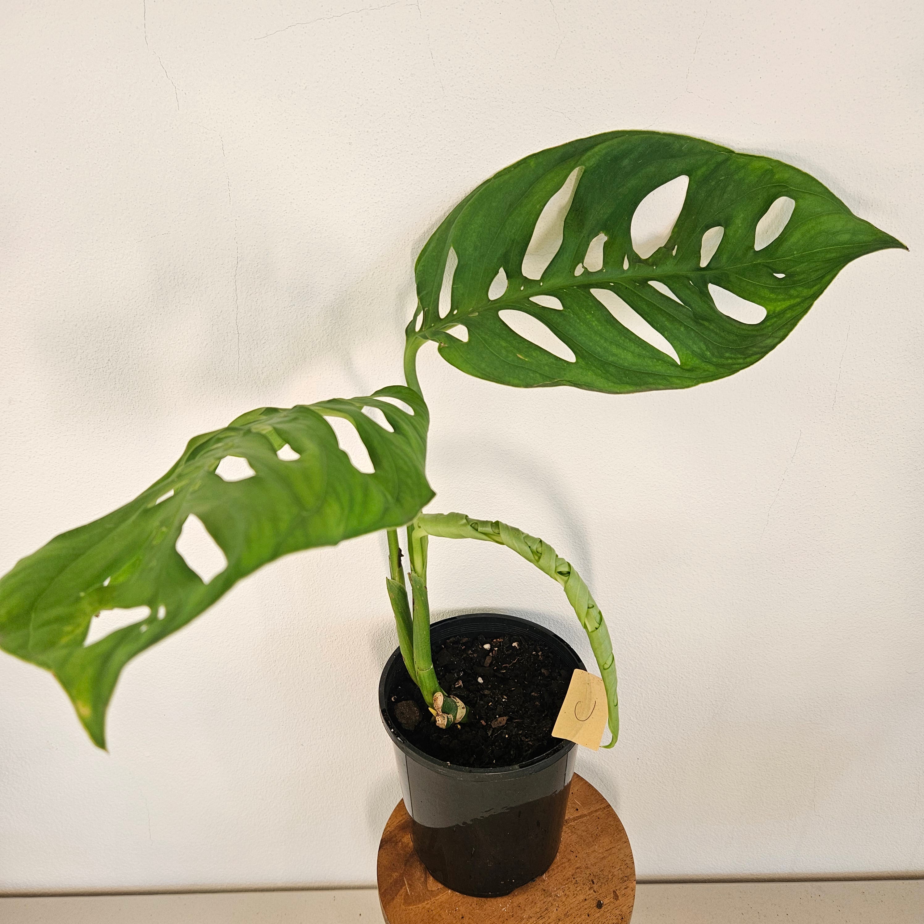 Monstera Esqueleto | Rare Large Leaf Fenestrated Monstera