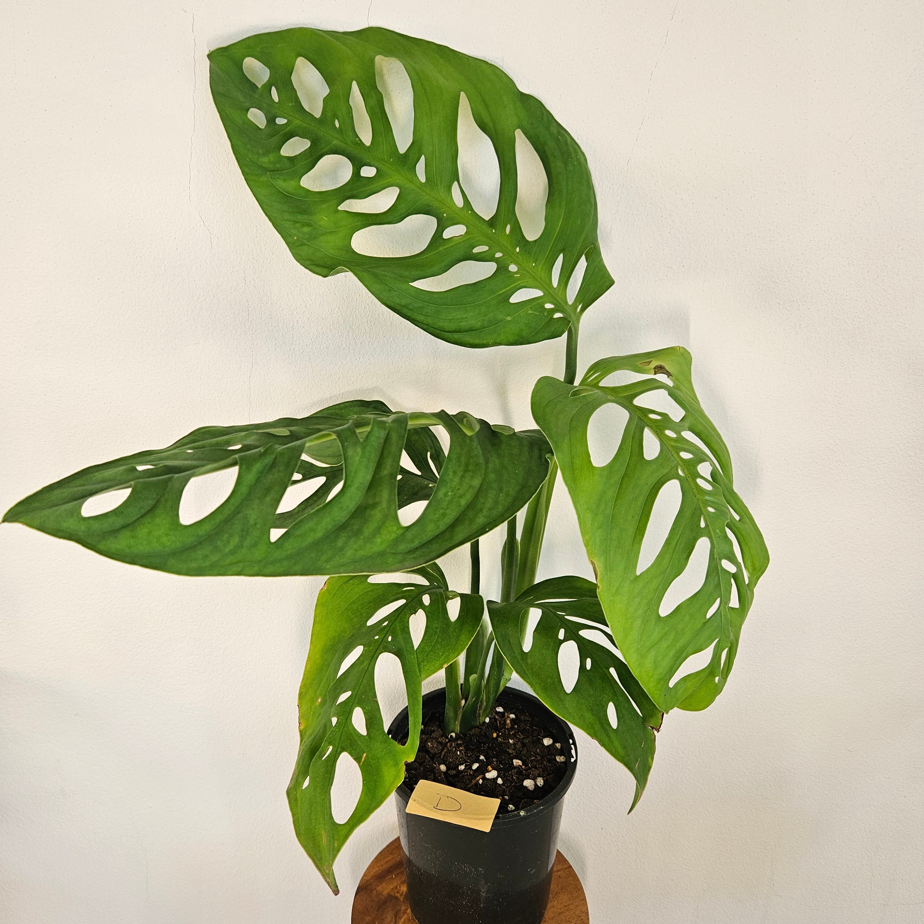 Monstera Esqueleto | Rare Large Leaf Fenestrated Monstera