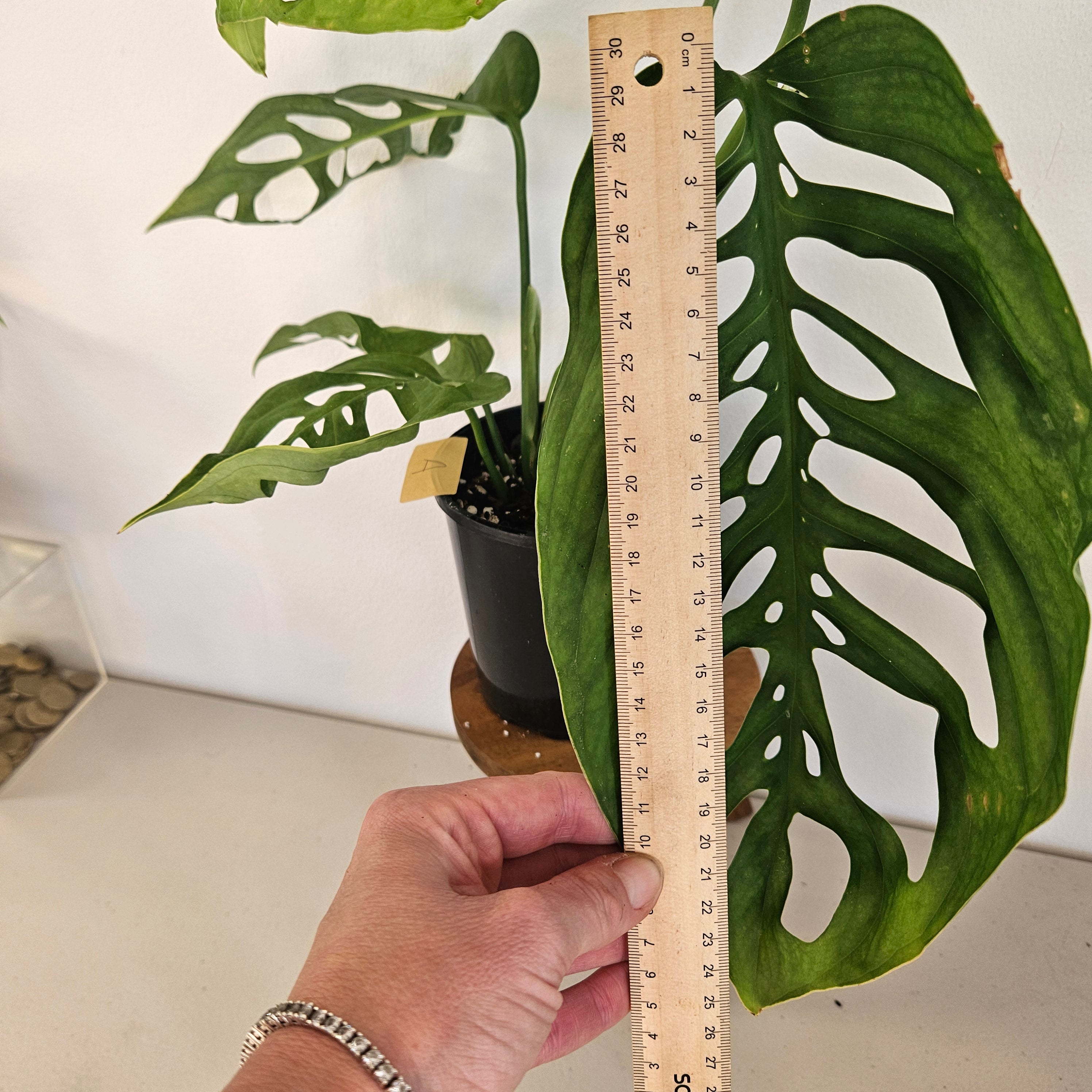 Monstera Esqueleto | Rare Large Leaf Fenestrated Monstera