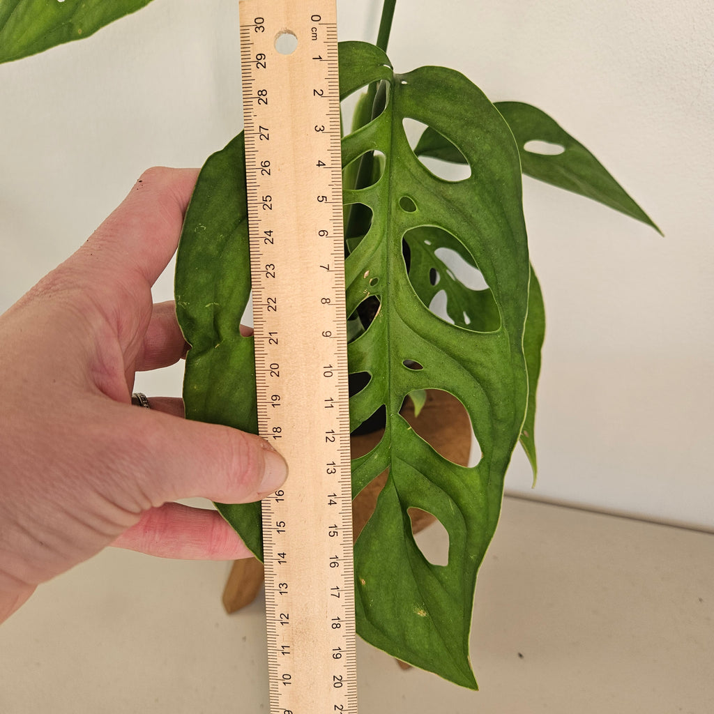 Monstera Esqueleto | Rare Fenestrated Monstera