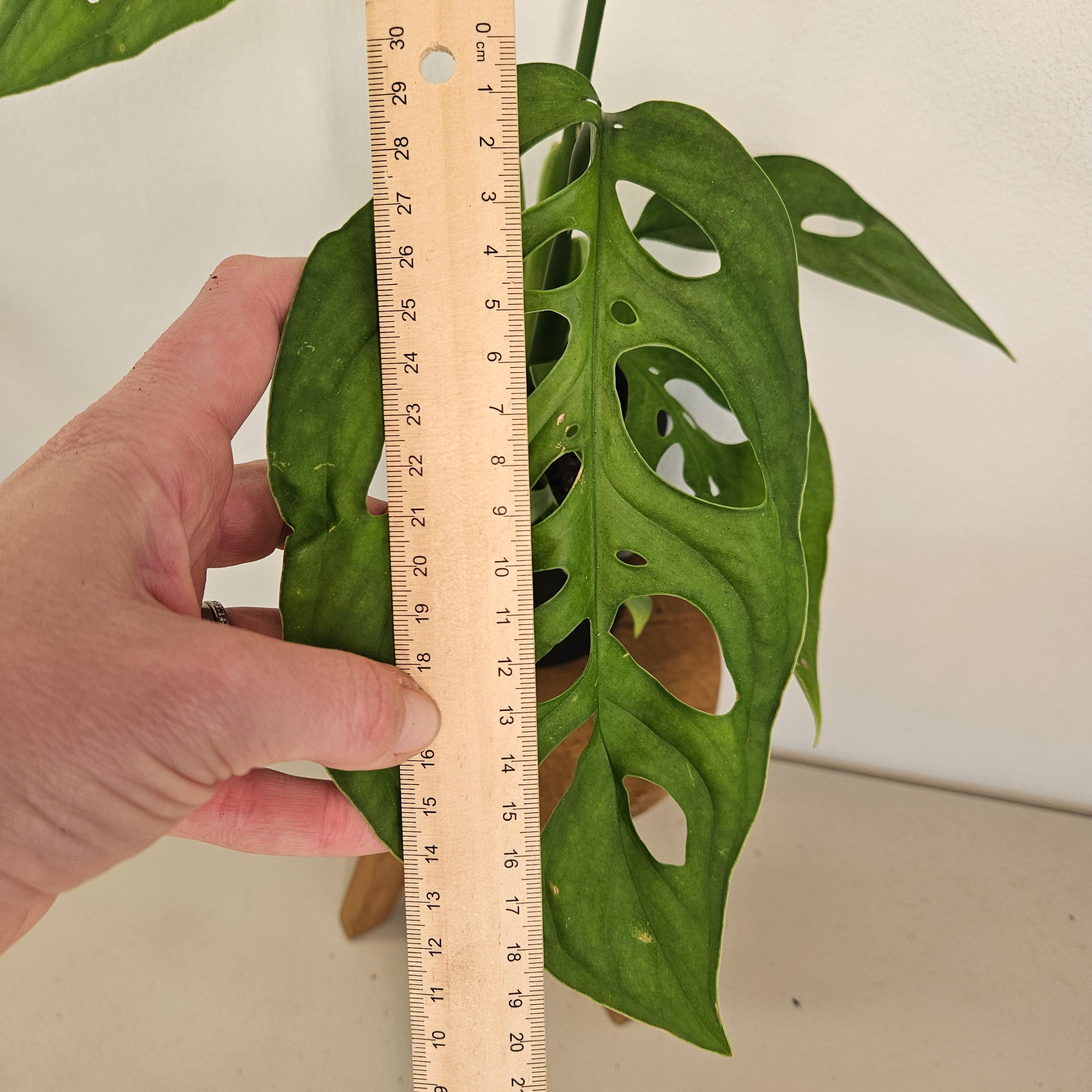 Monstera Esqueleto | Rare Fenestrated Monstera