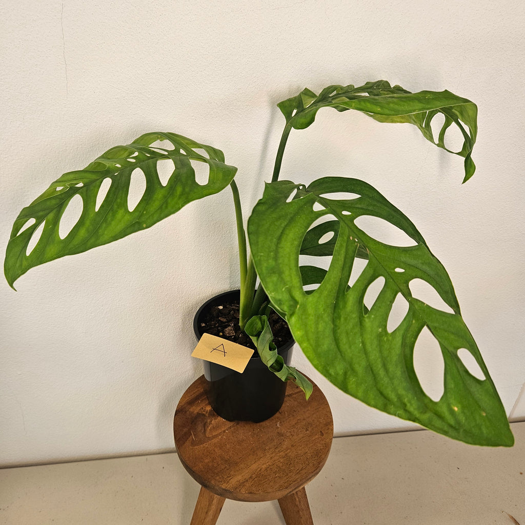 Monstera Esqueleto | Rare Fenestrated Monstera