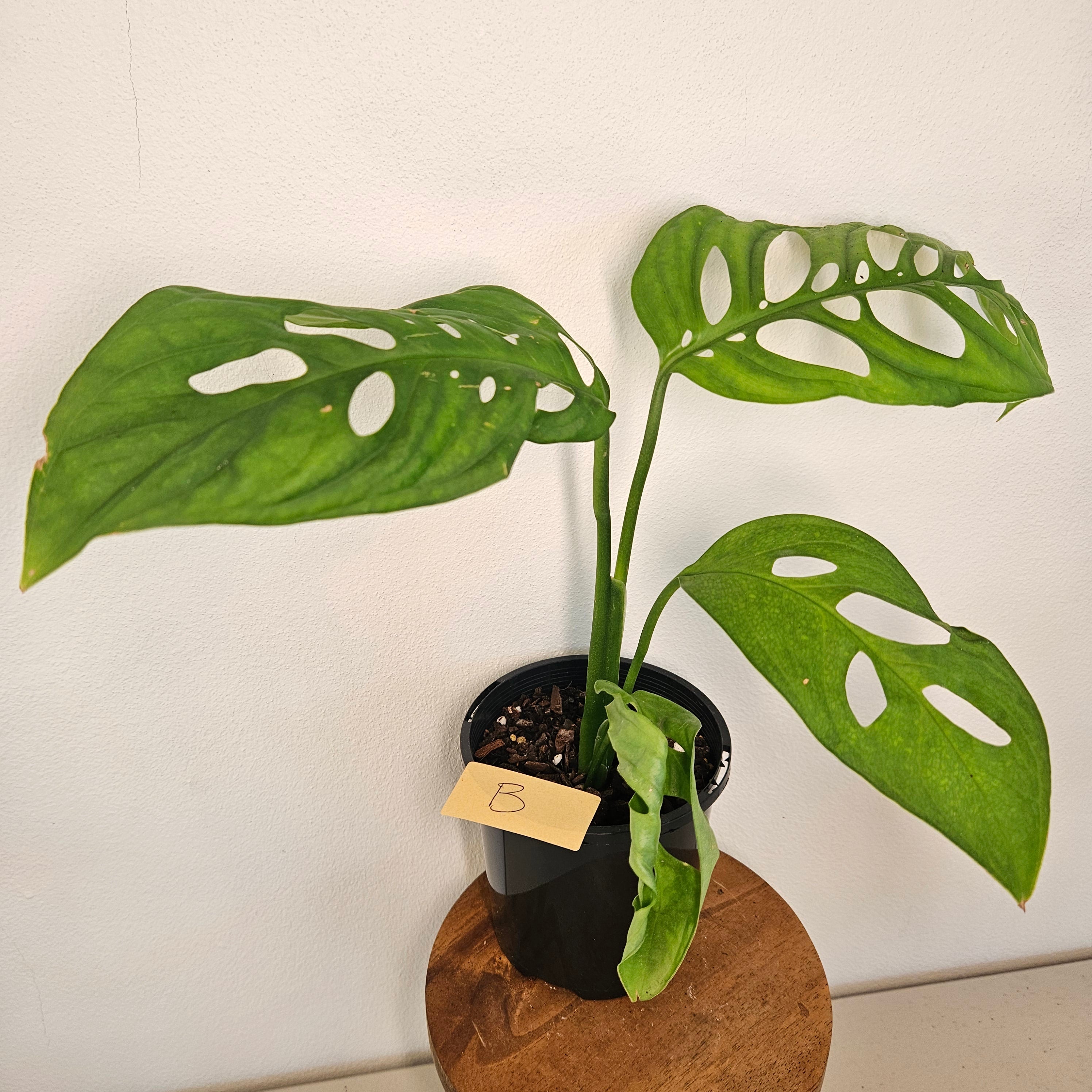 Monstera Esqueleto | Rare Fenestrated Monstera