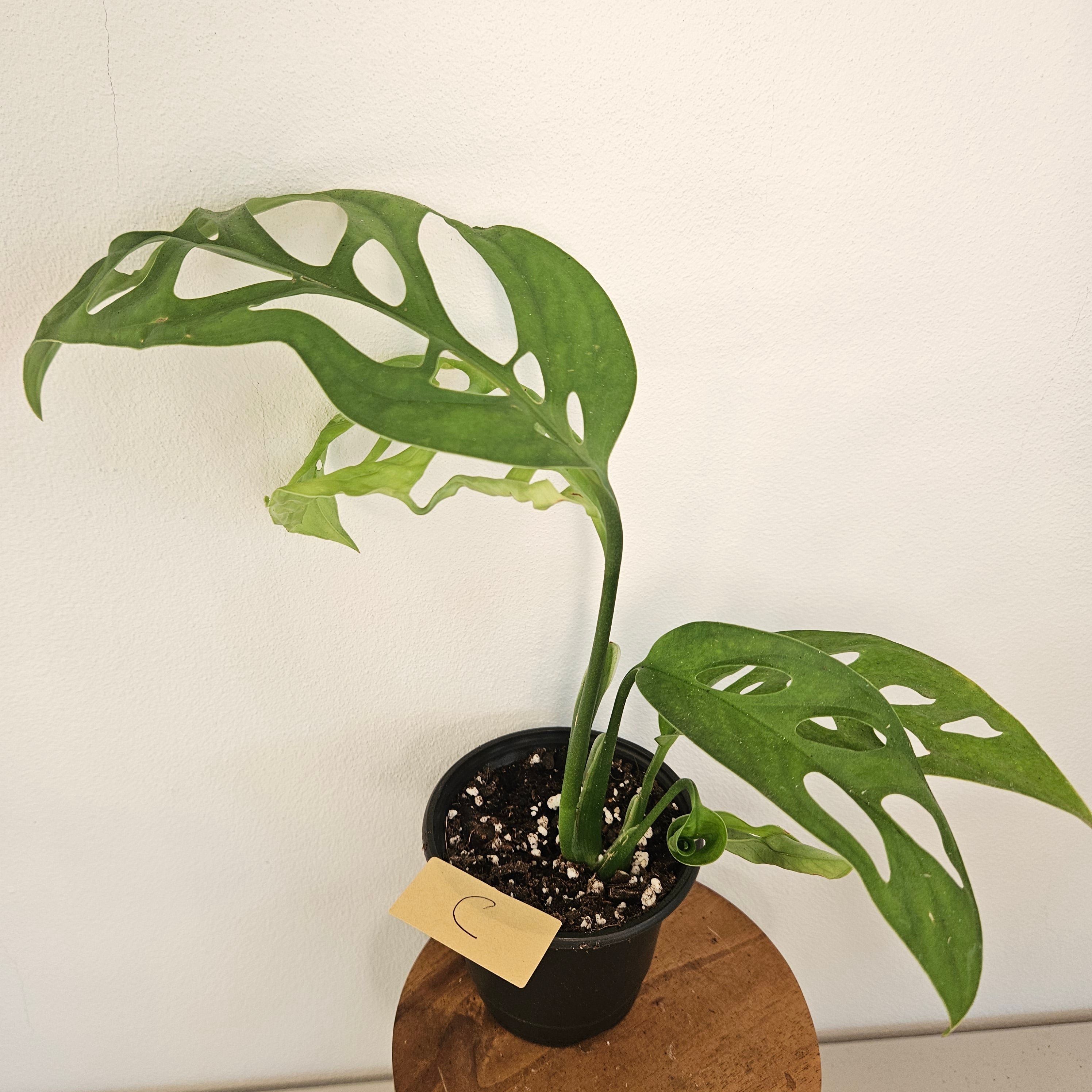 Monstera Esqueleto | Rare Fenestrated Monstera