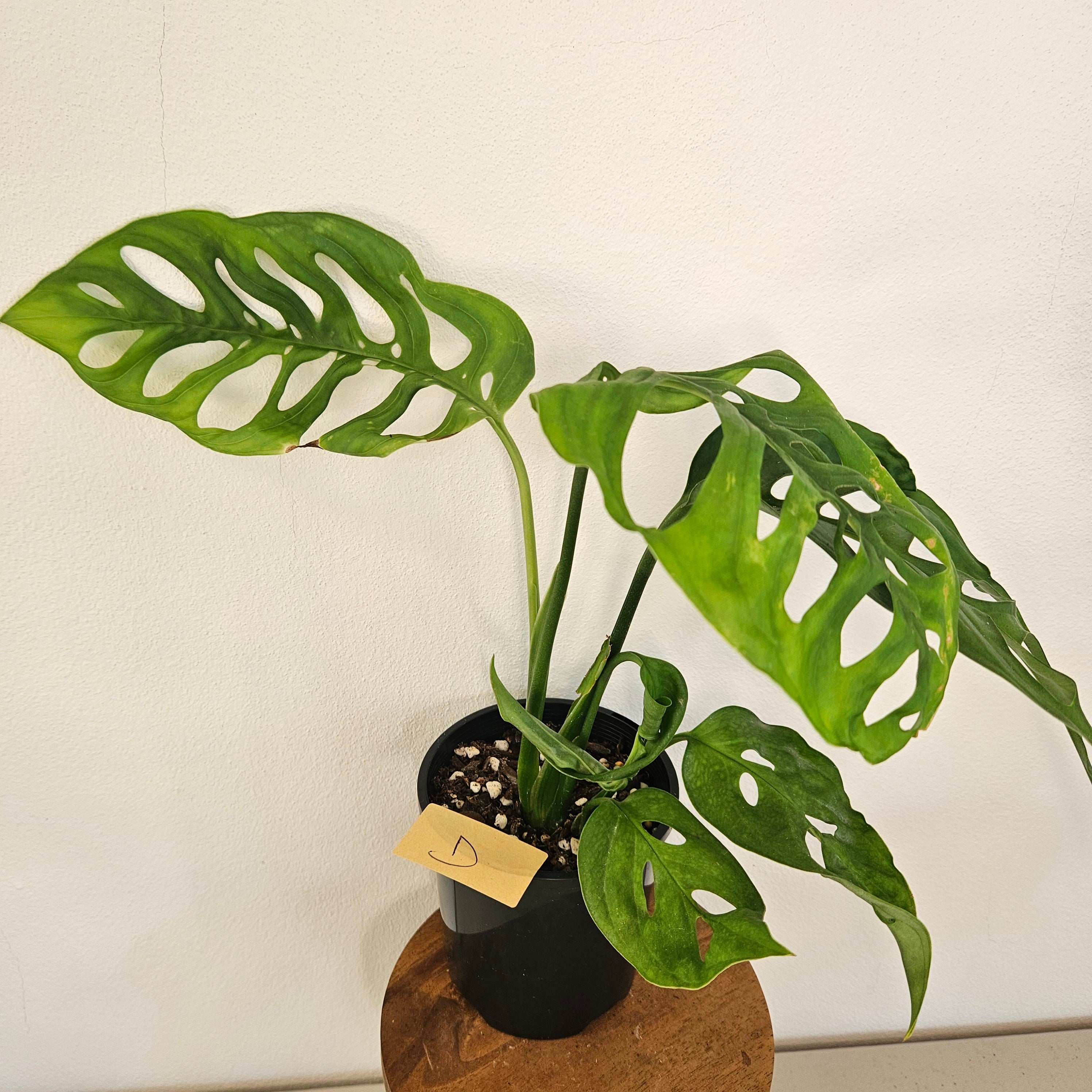 Monstera Esqueleto | Rare Fenestrated Monstera