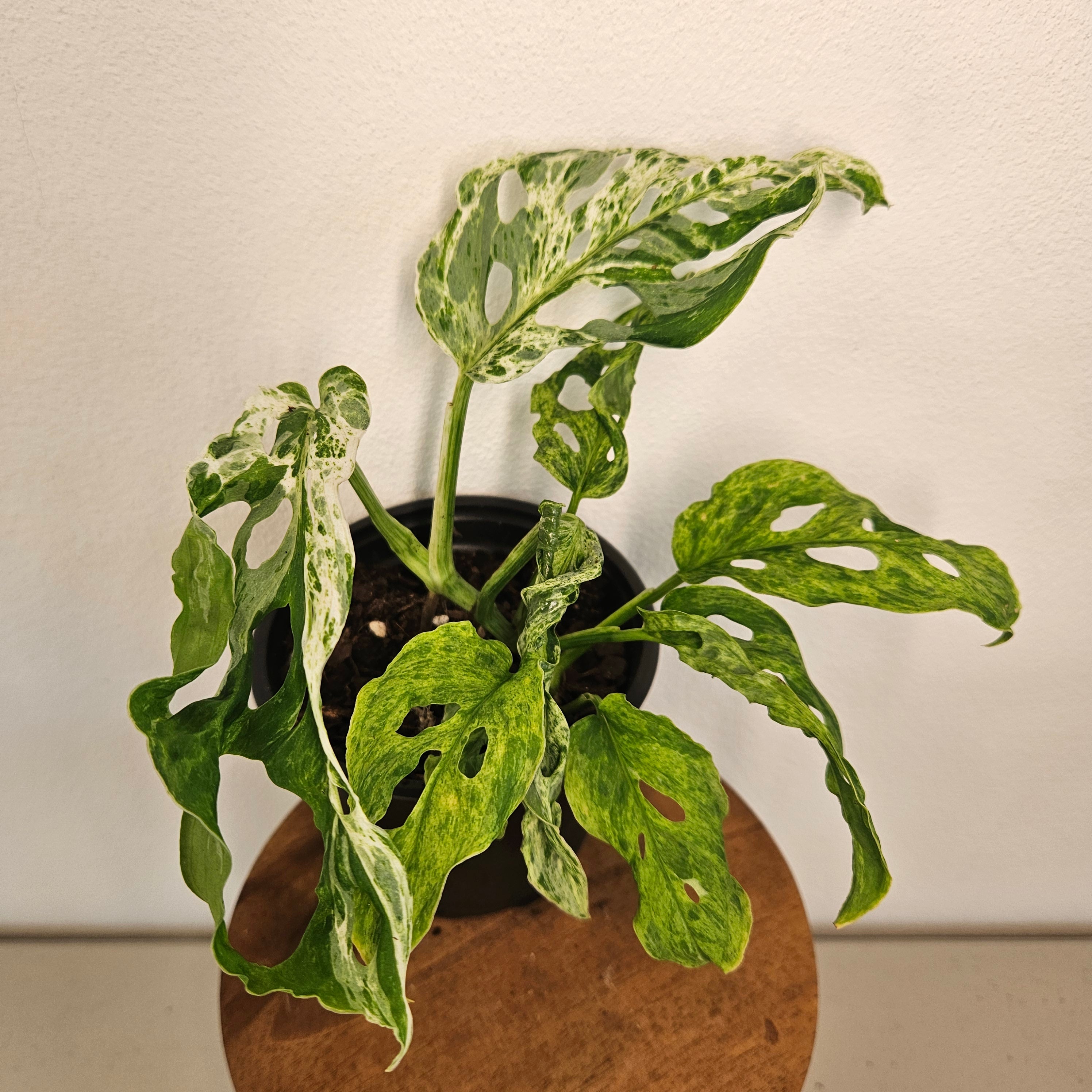 Monstera Adansonii Mint Variegated | Rare Mint Variegated Swiss Cheese Plant