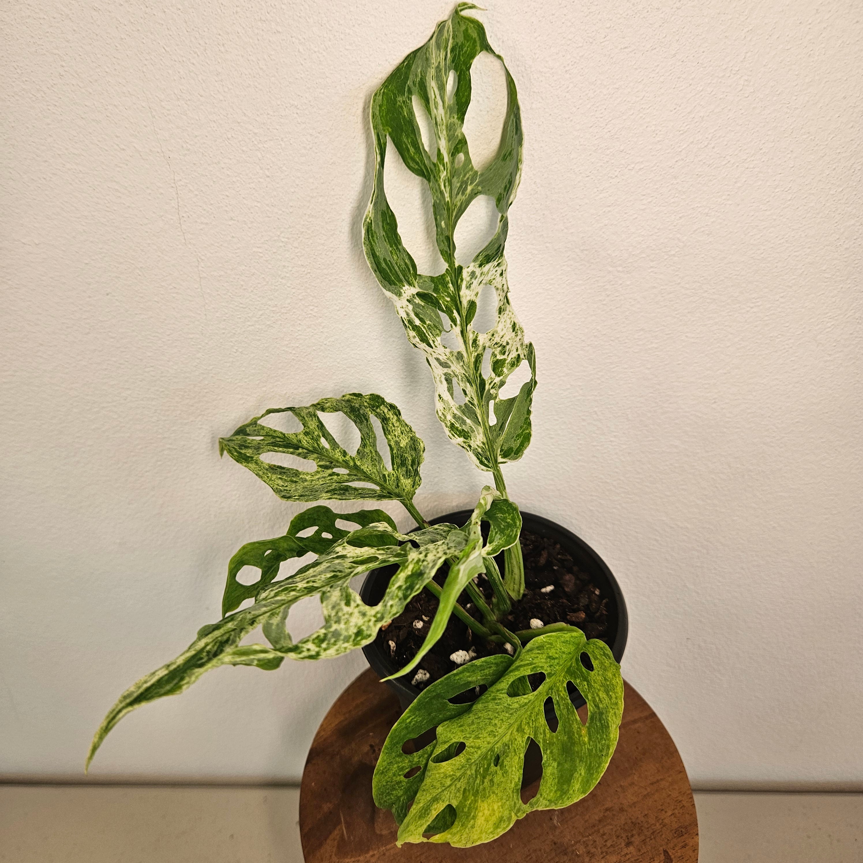 Monstera Adansonii Mint Variegated | Rare Mint Variegated Swiss Cheese Plant