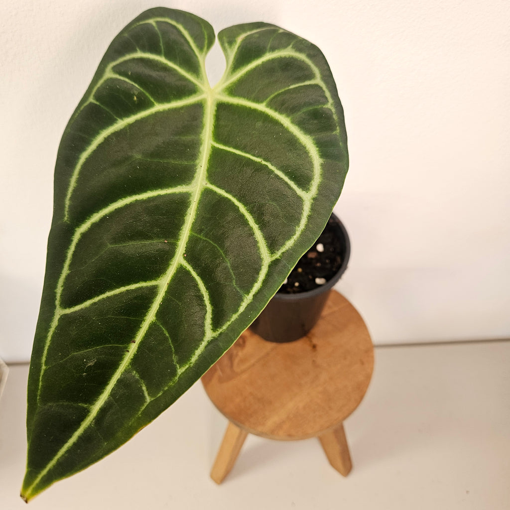 Anthurium Regale | Highly sought after