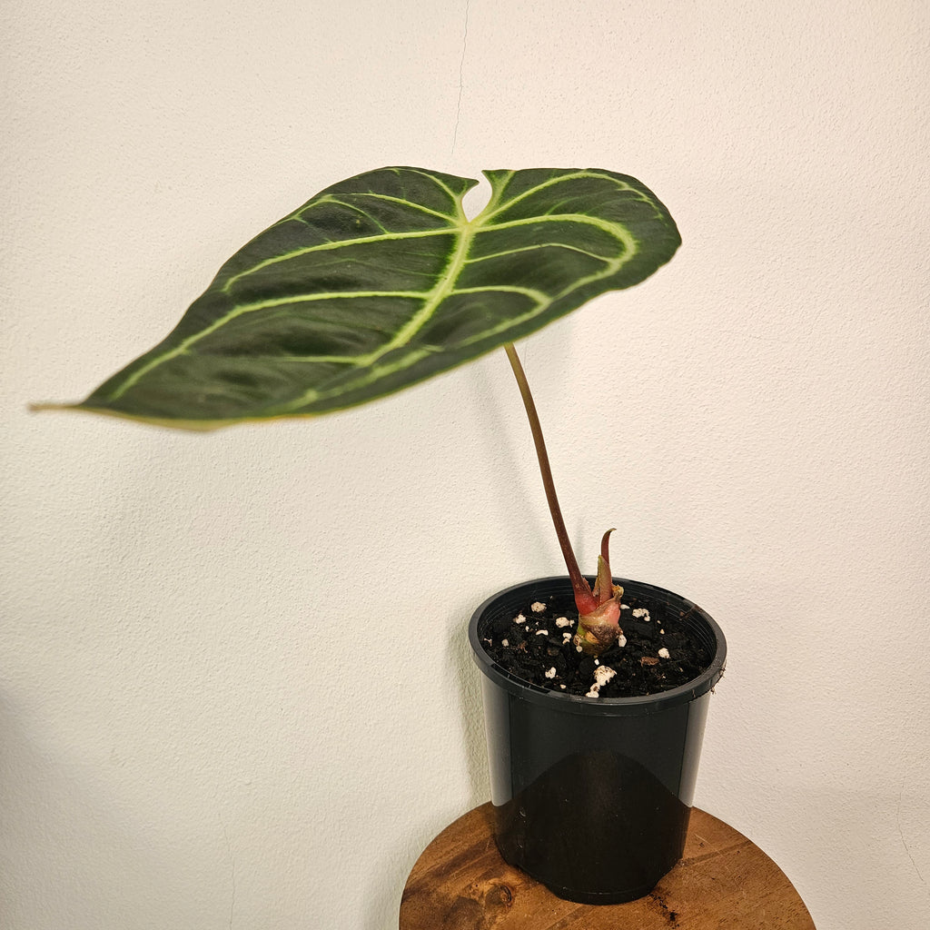 Anthurium Regale | Highly sought after