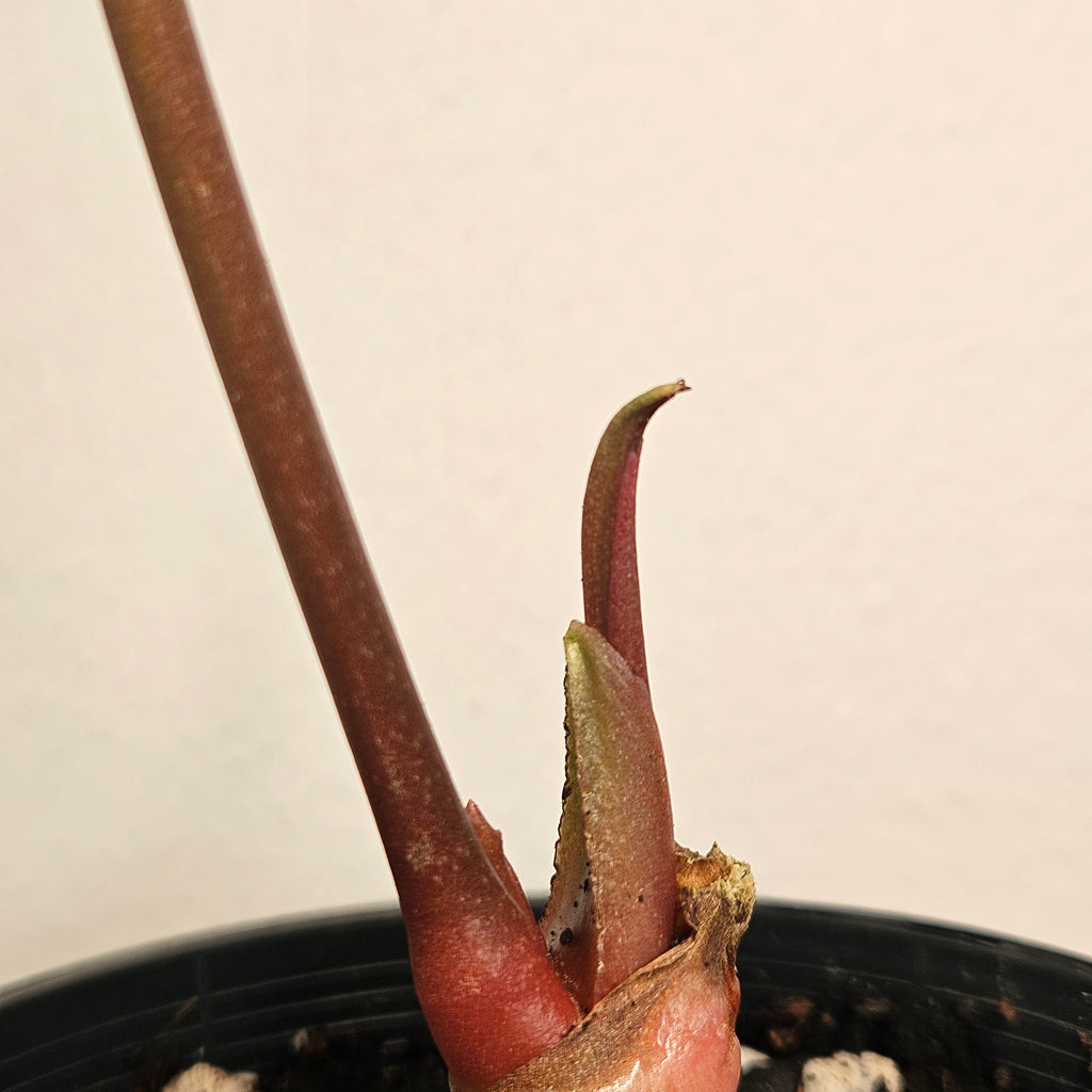 Anthurium Regale | Highly sought after