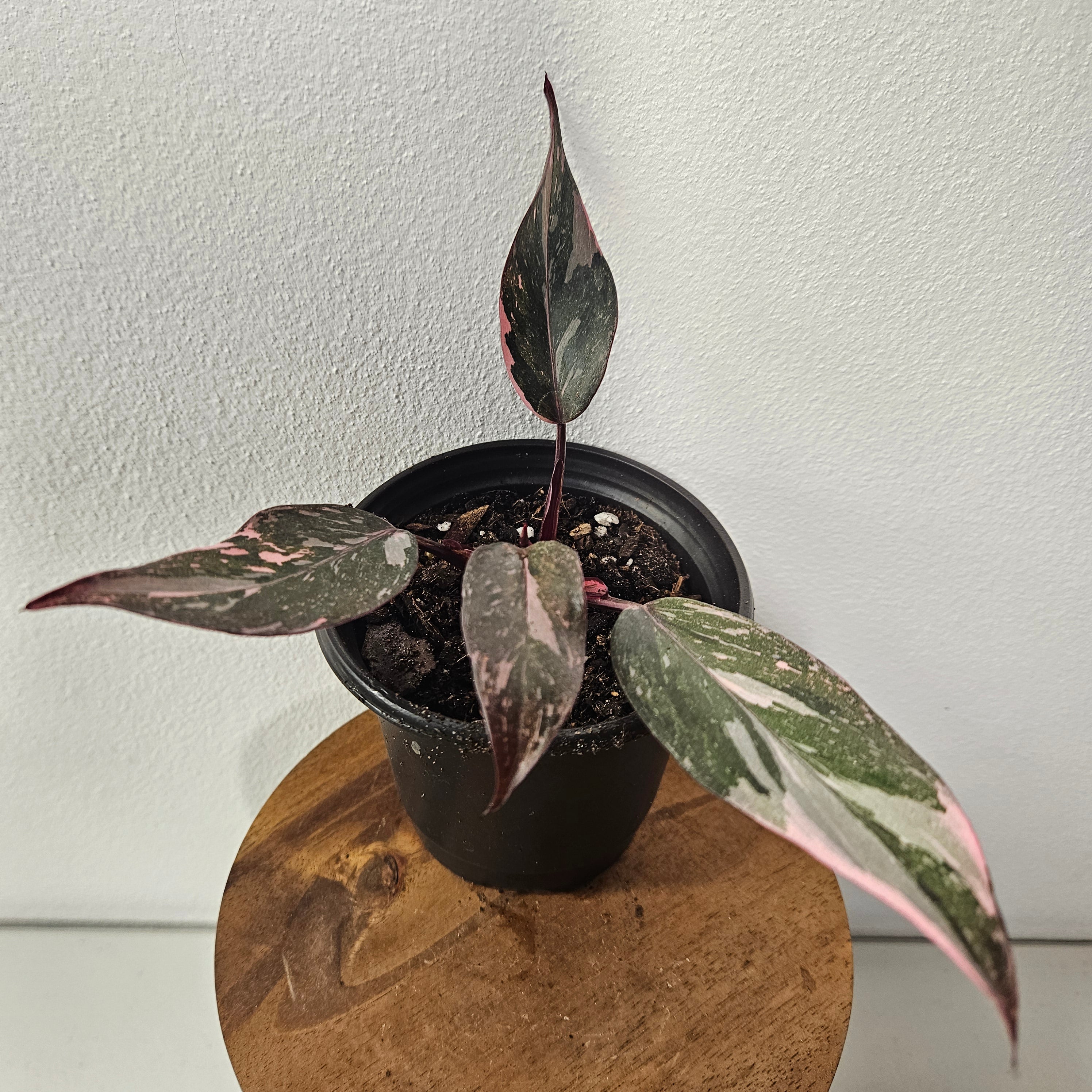 Philodendron Pink Princess Galaxy | Marble Variegated RARE