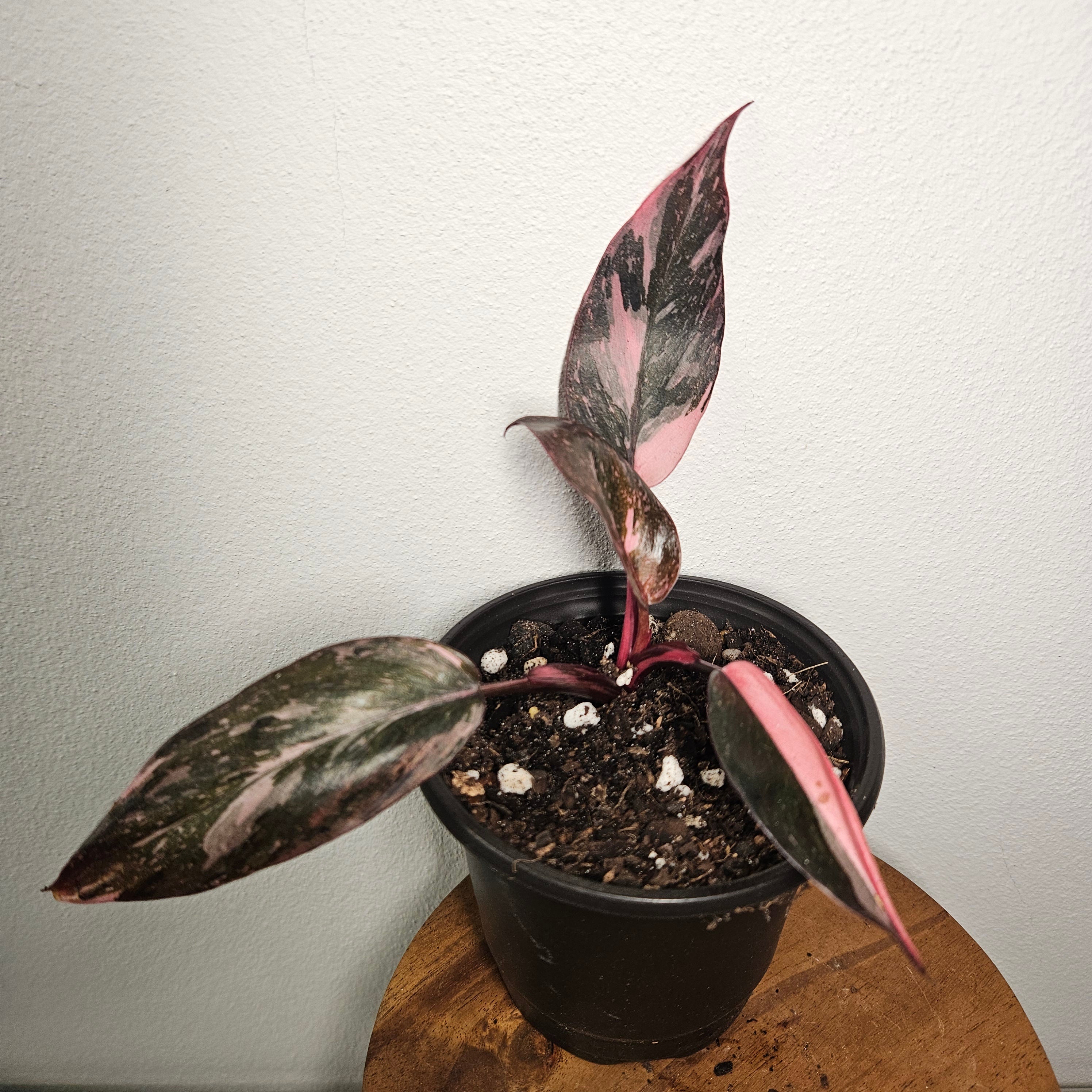 Philodendron Pink Princess Galaxy | Marble Variegated RARE