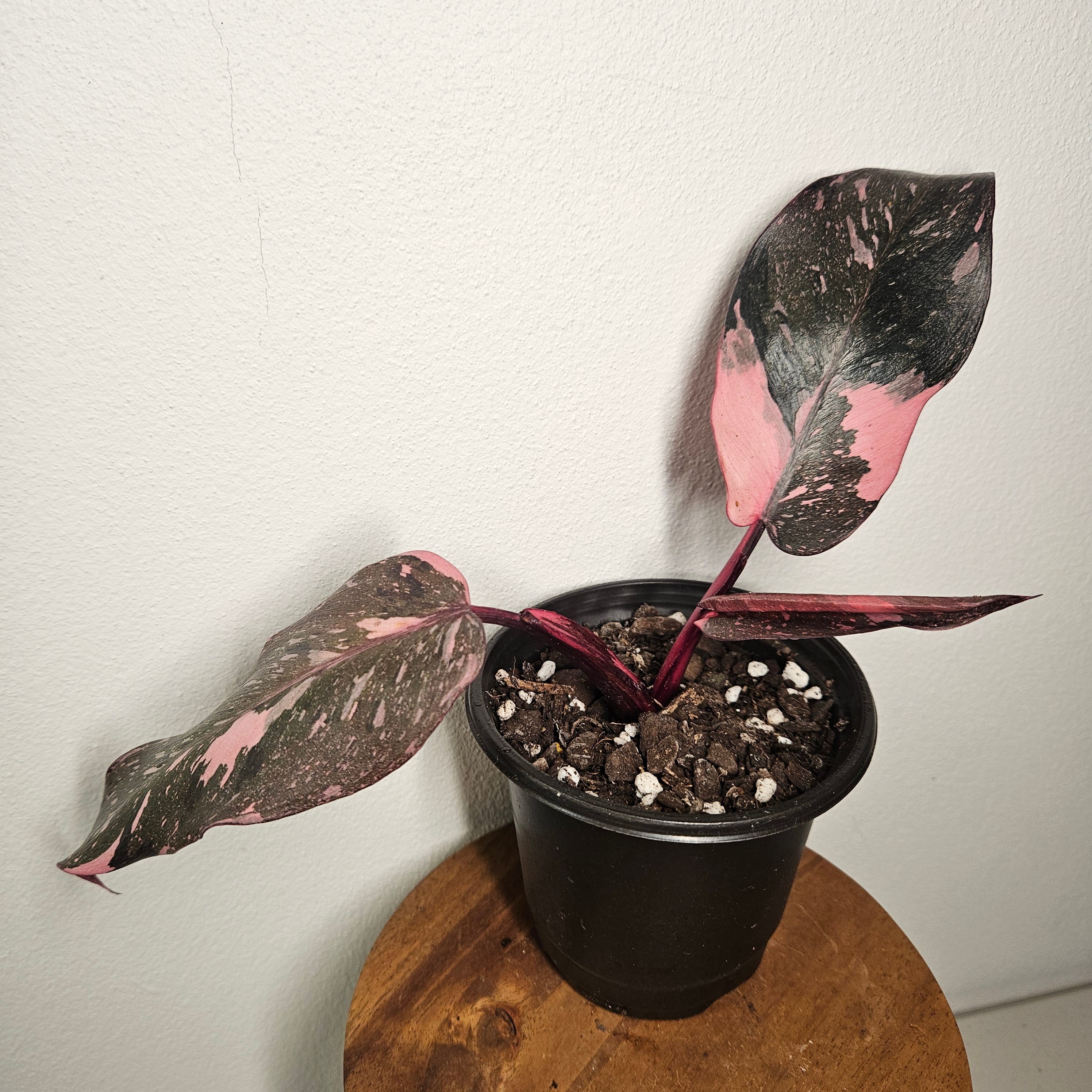 Philodendron Pink Princess Galaxy | Marble Variegated RARE